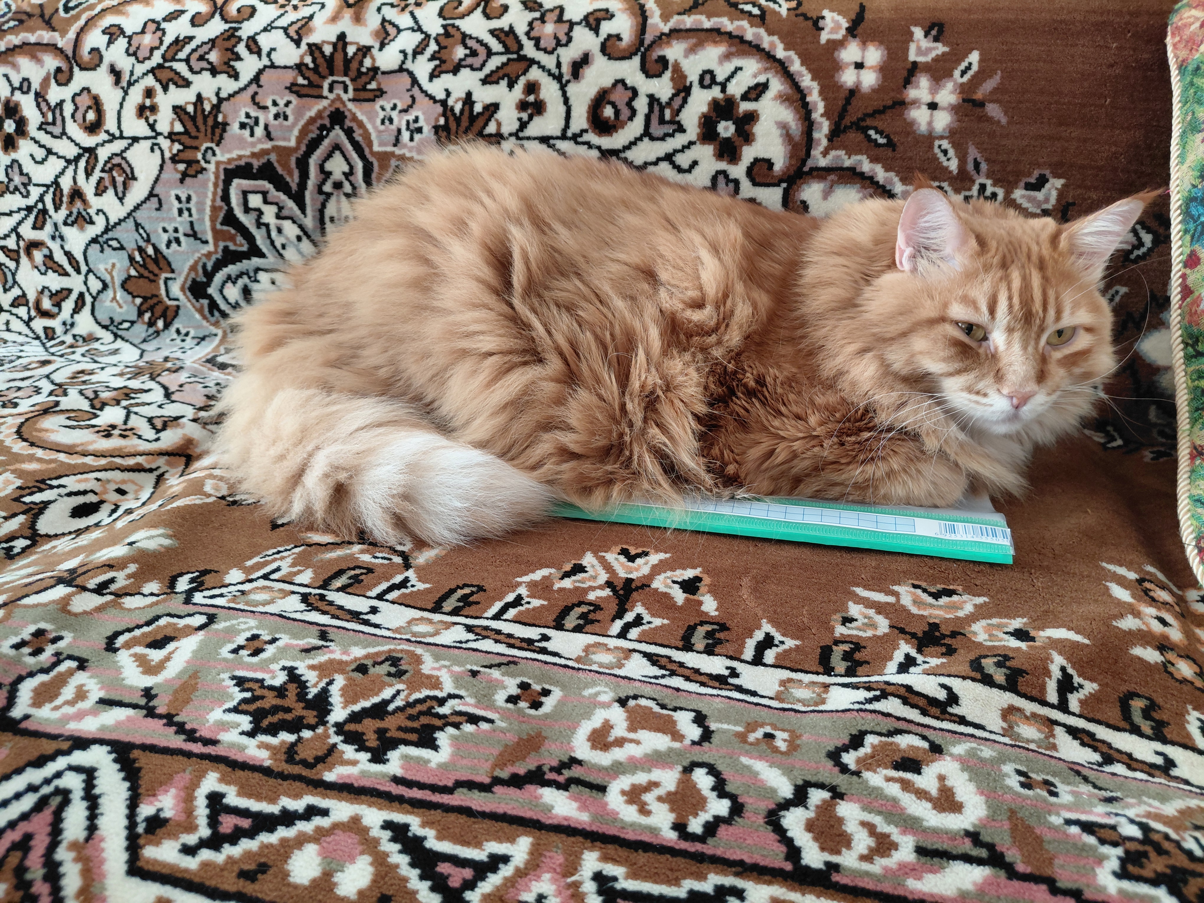 Фото питомца: кошка Маечка лежит на документах