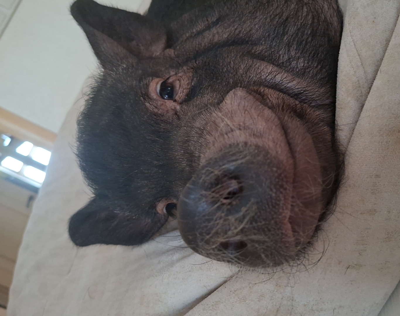 Фото питомца: минипиг Пифагор не сомневается, что по нему здесь скучали