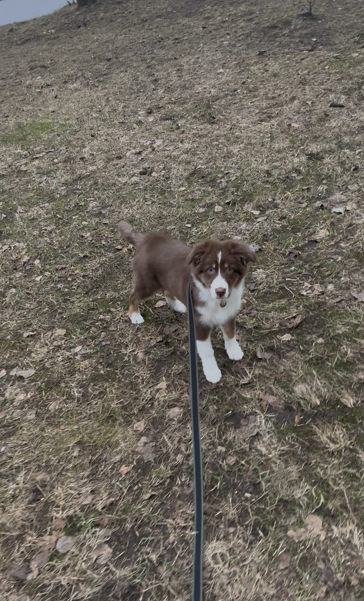 Первая прогулка со щенком: что это и с какими успокоительными принимать