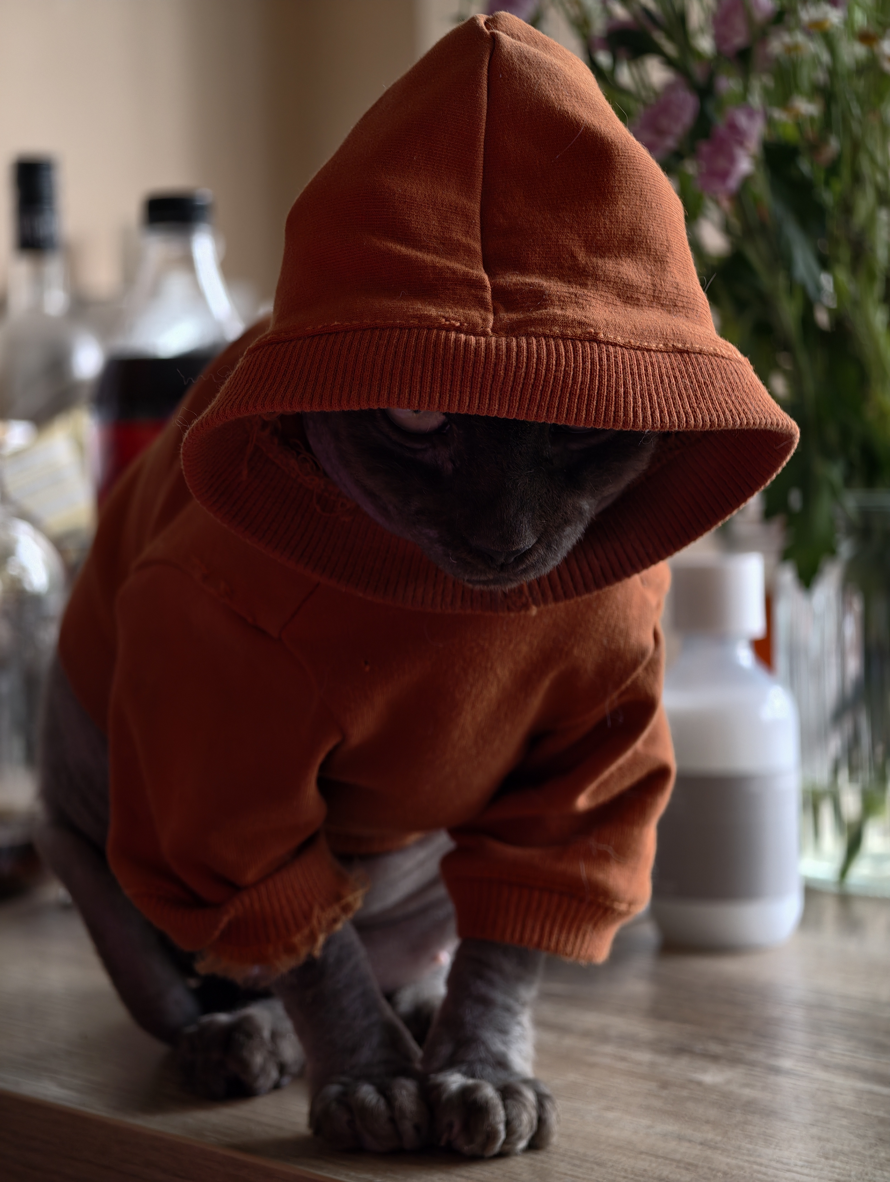 Фото питомца: кошка Изюмка делает предложение, от которого трудно отказаться