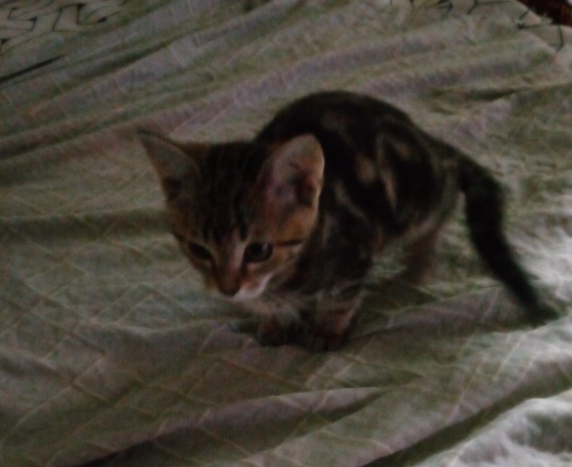 Я взяла кота Арбуза у волонтера, который спасает и пристраивает кошек в добрые руки