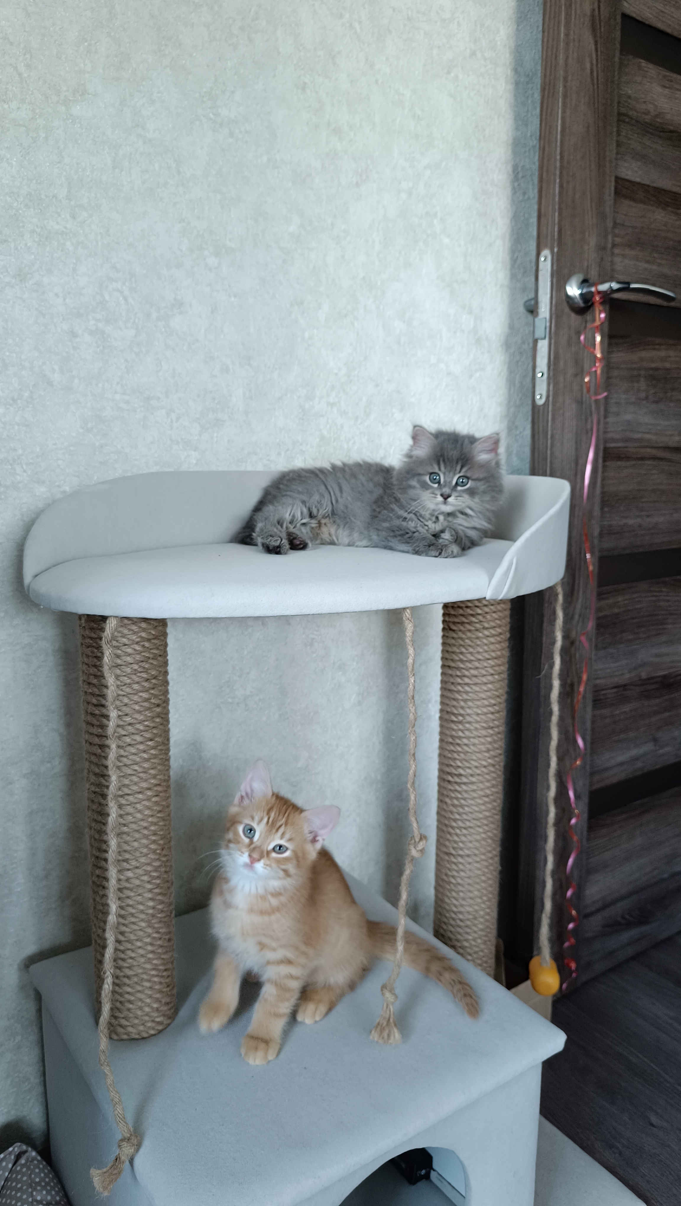 До и после: коты Персик и Дымок, когда мы их только нашли, и спустя полгода