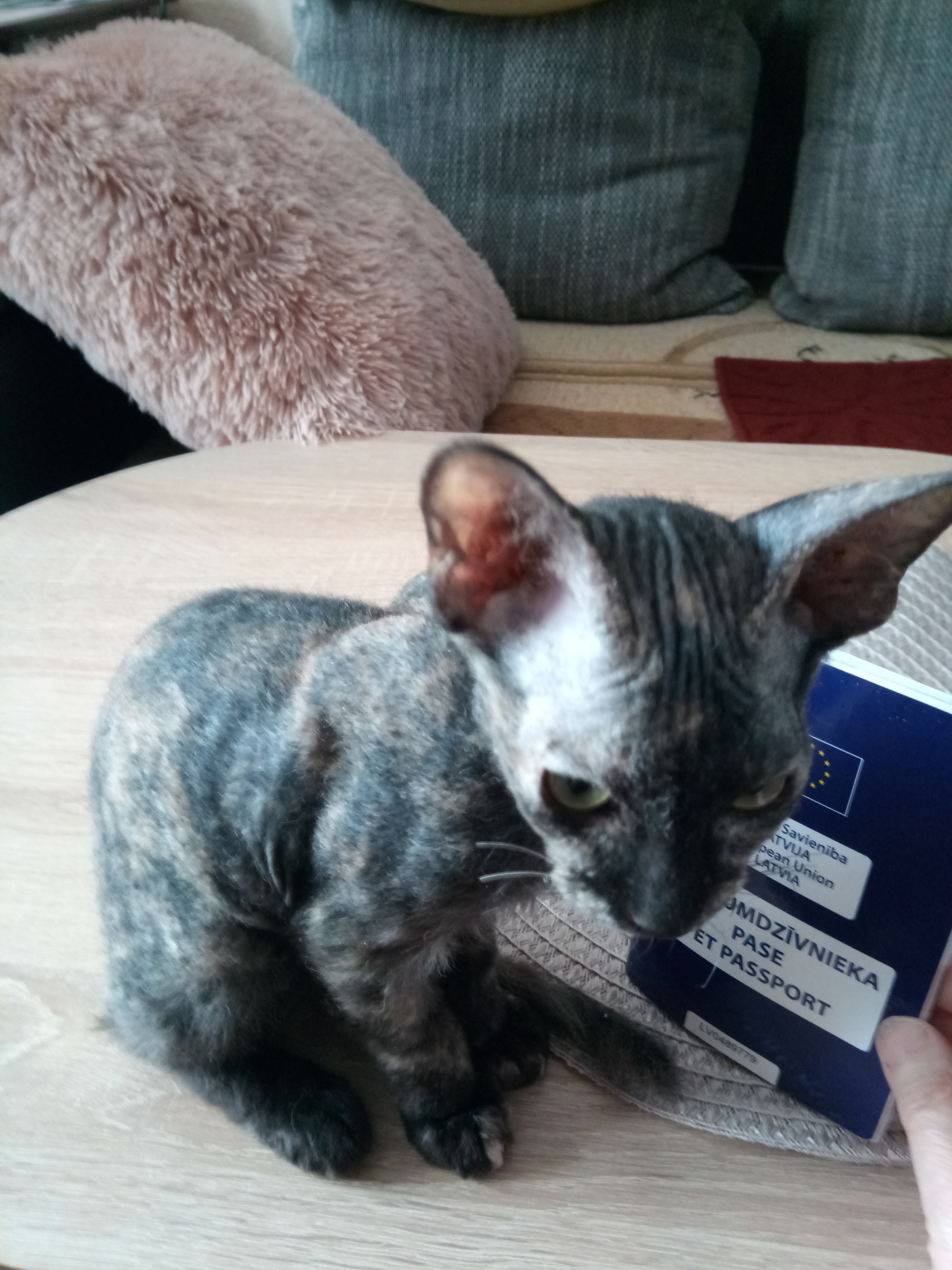 Фото питомца: донской сфинкс браш Лисита получила паспорт