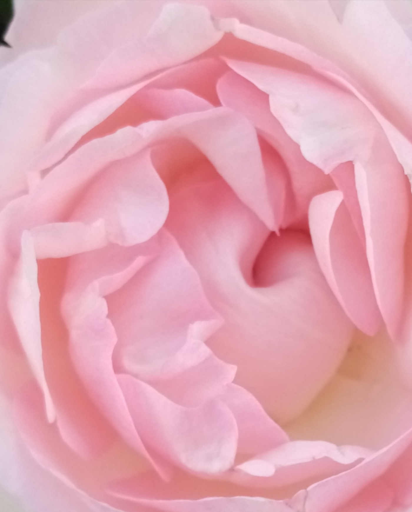 Как я решилась посадить первую в своей жизни розу — плетистую красотку Пьер де Ронсар