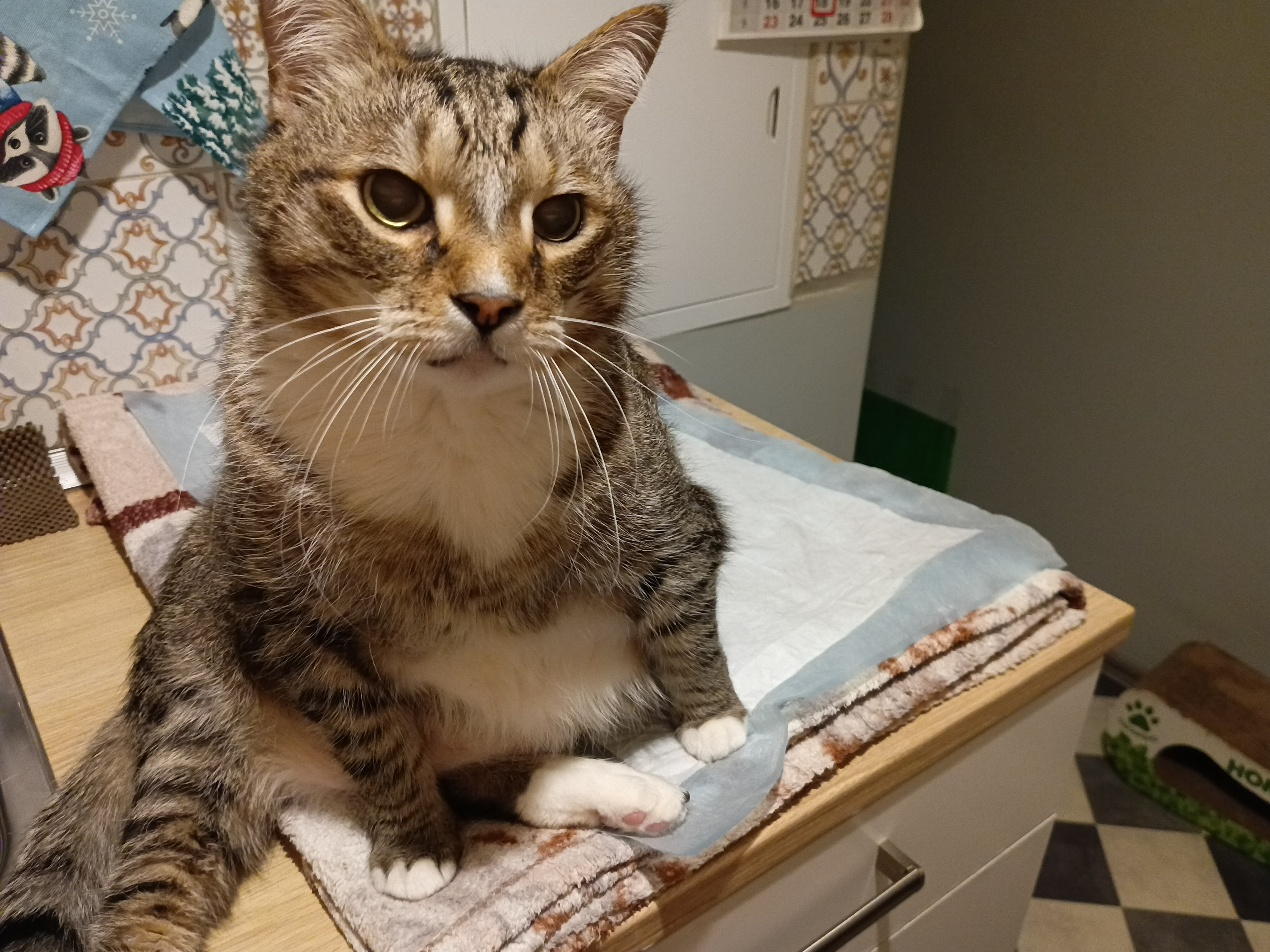 Фото питомцев: коты и собака живут дружно