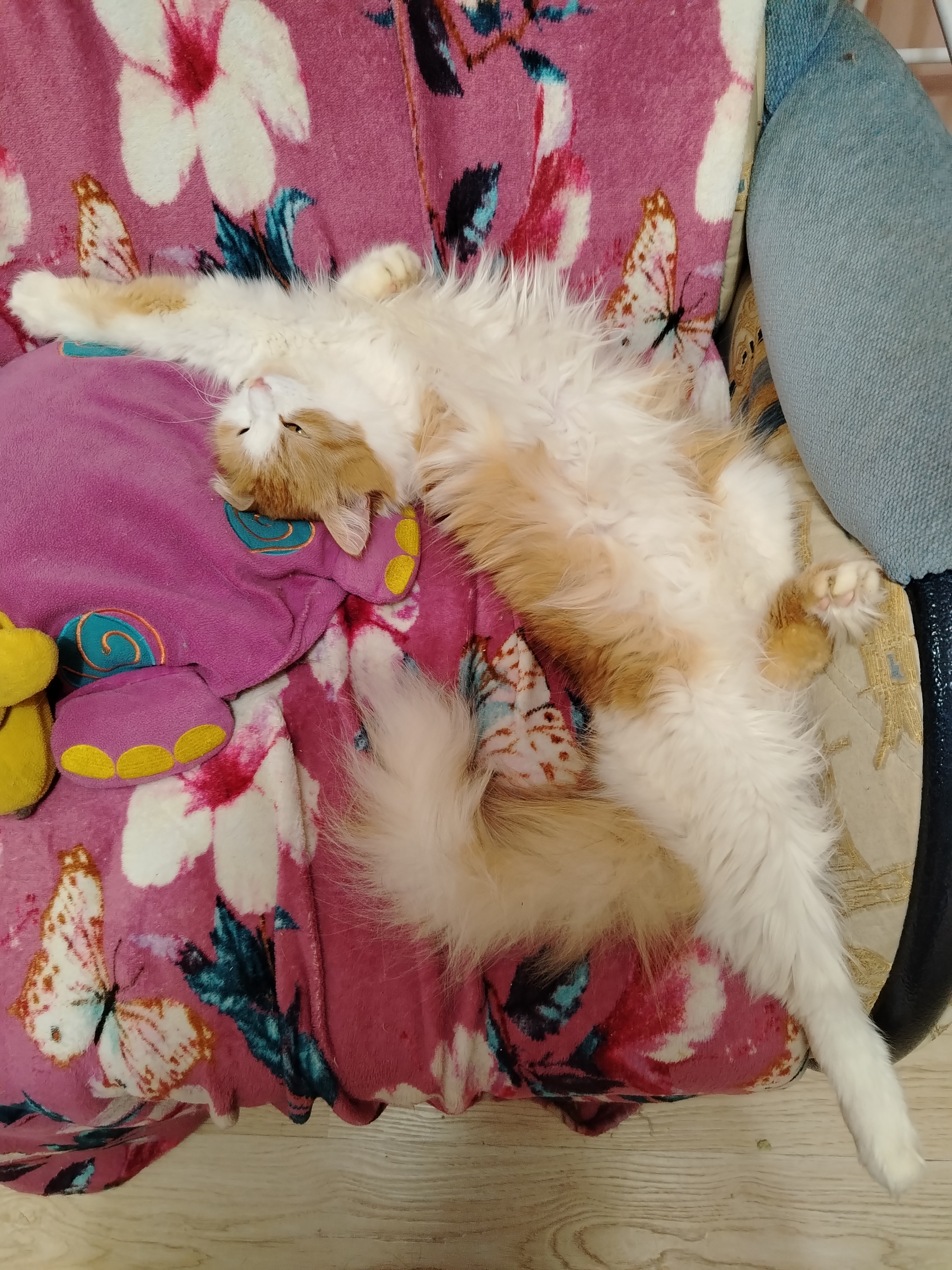 Фото питомца: кот Алекс спит в своих любимых и самых удобных позах