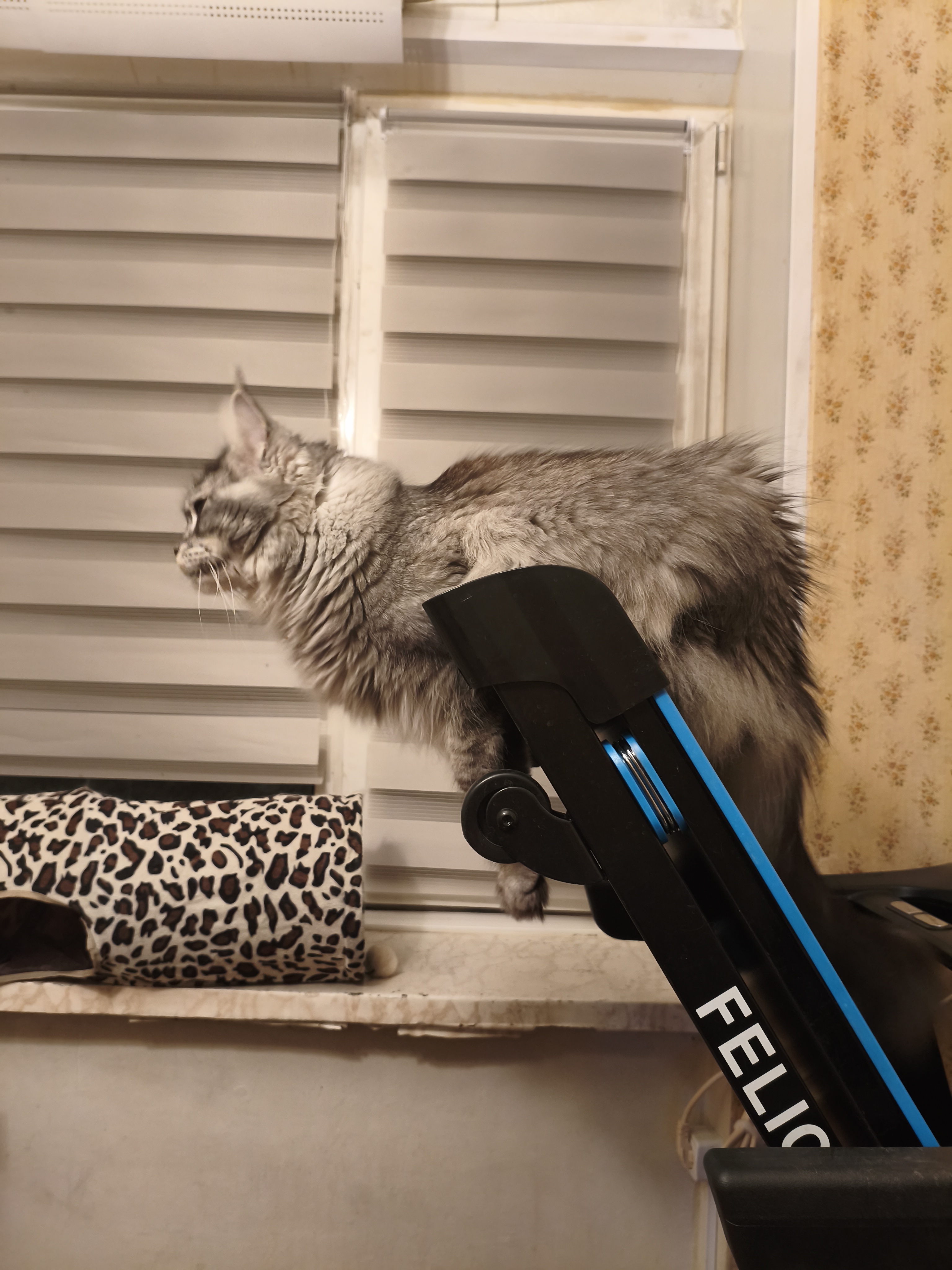 Фото питомца: мейн-кун Кисик проводит мастер-класс по использованию беговой дорожки