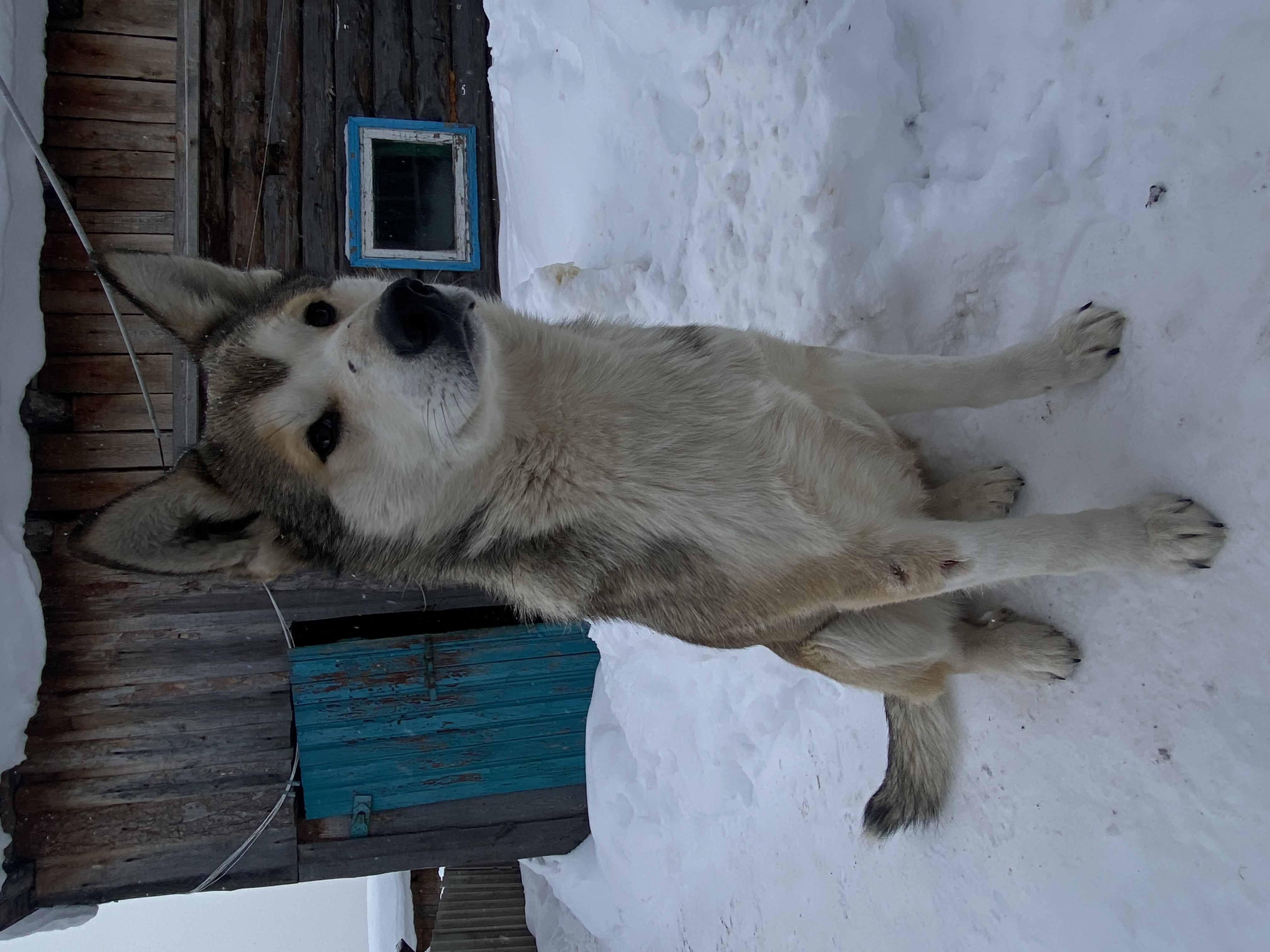 Фото питомца: пес Пивасик встречает меня в деревне