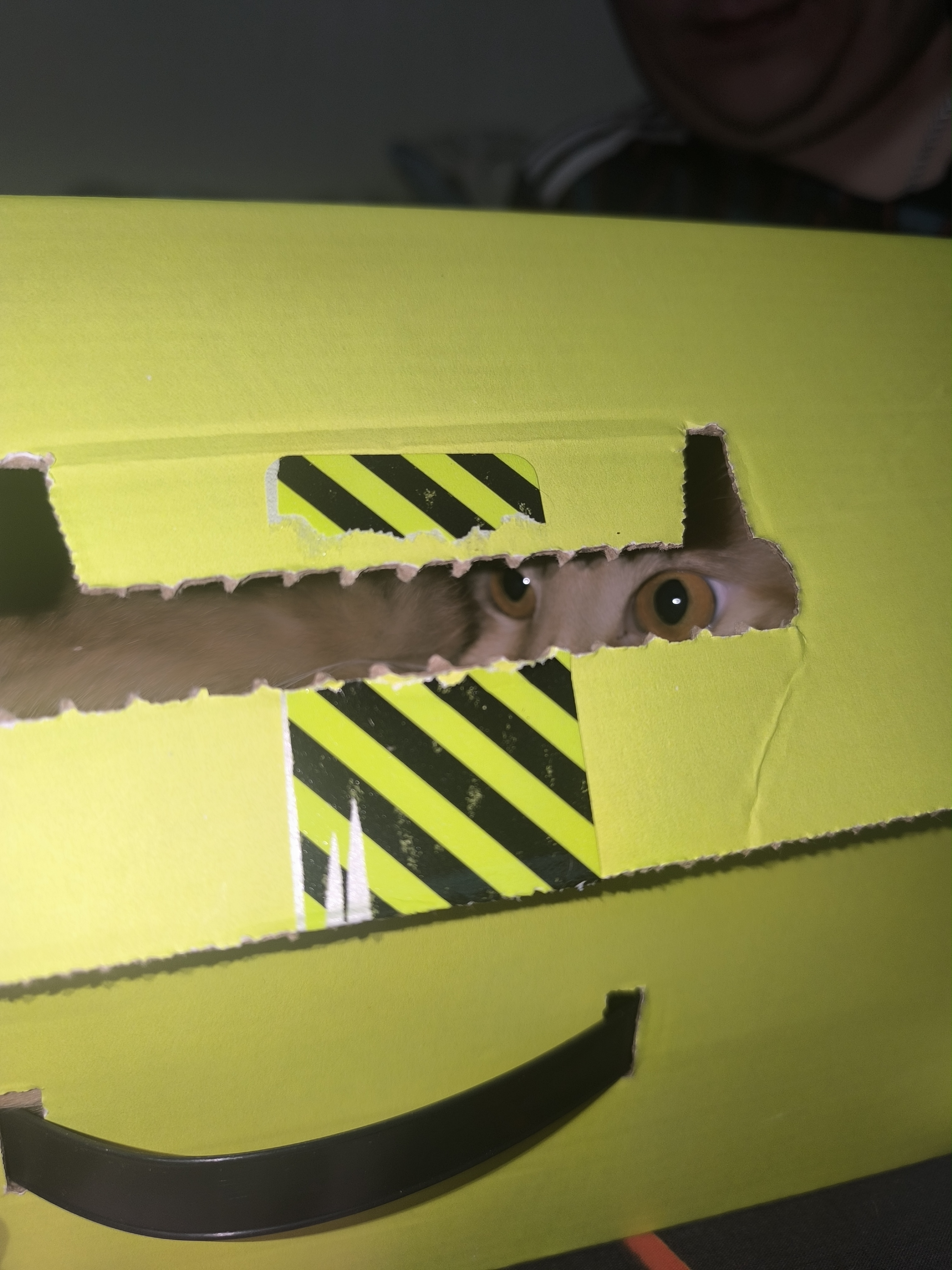 Фото питомца: кот Блинчик шпионит