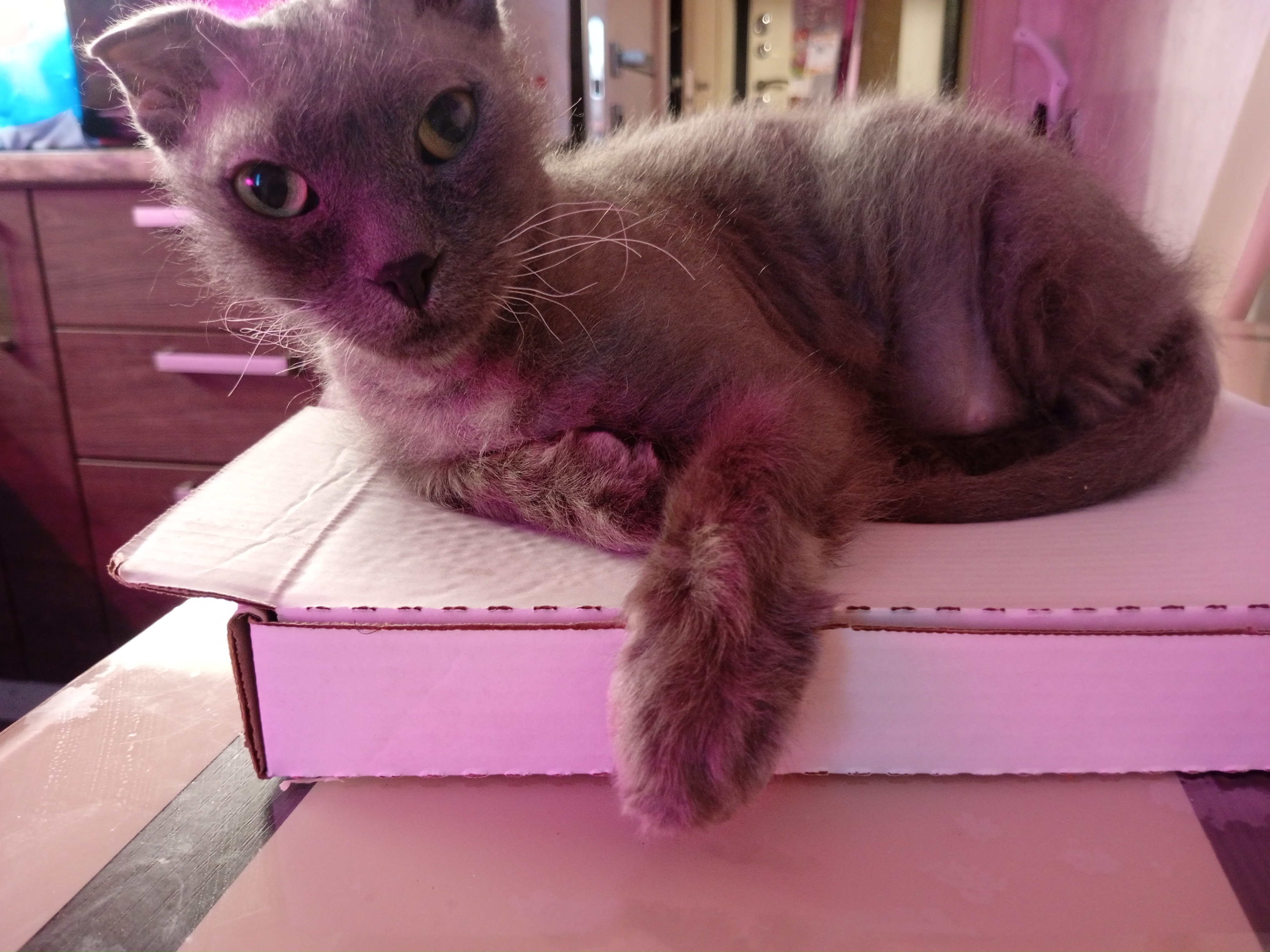 Фото питомца: кошка оккупировала коробку с пиццей