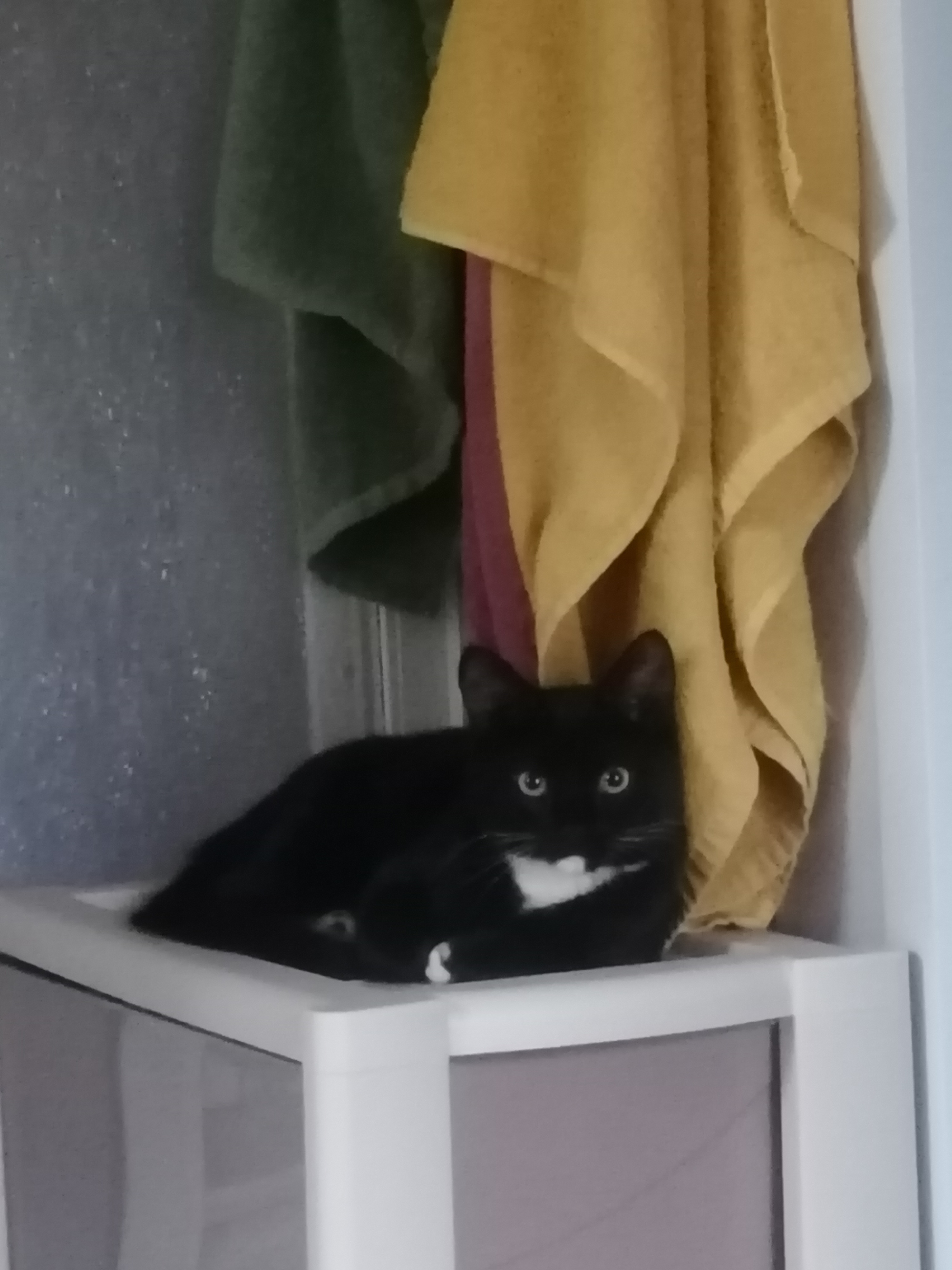 Фото питомца: кот Афанасий отдыхает