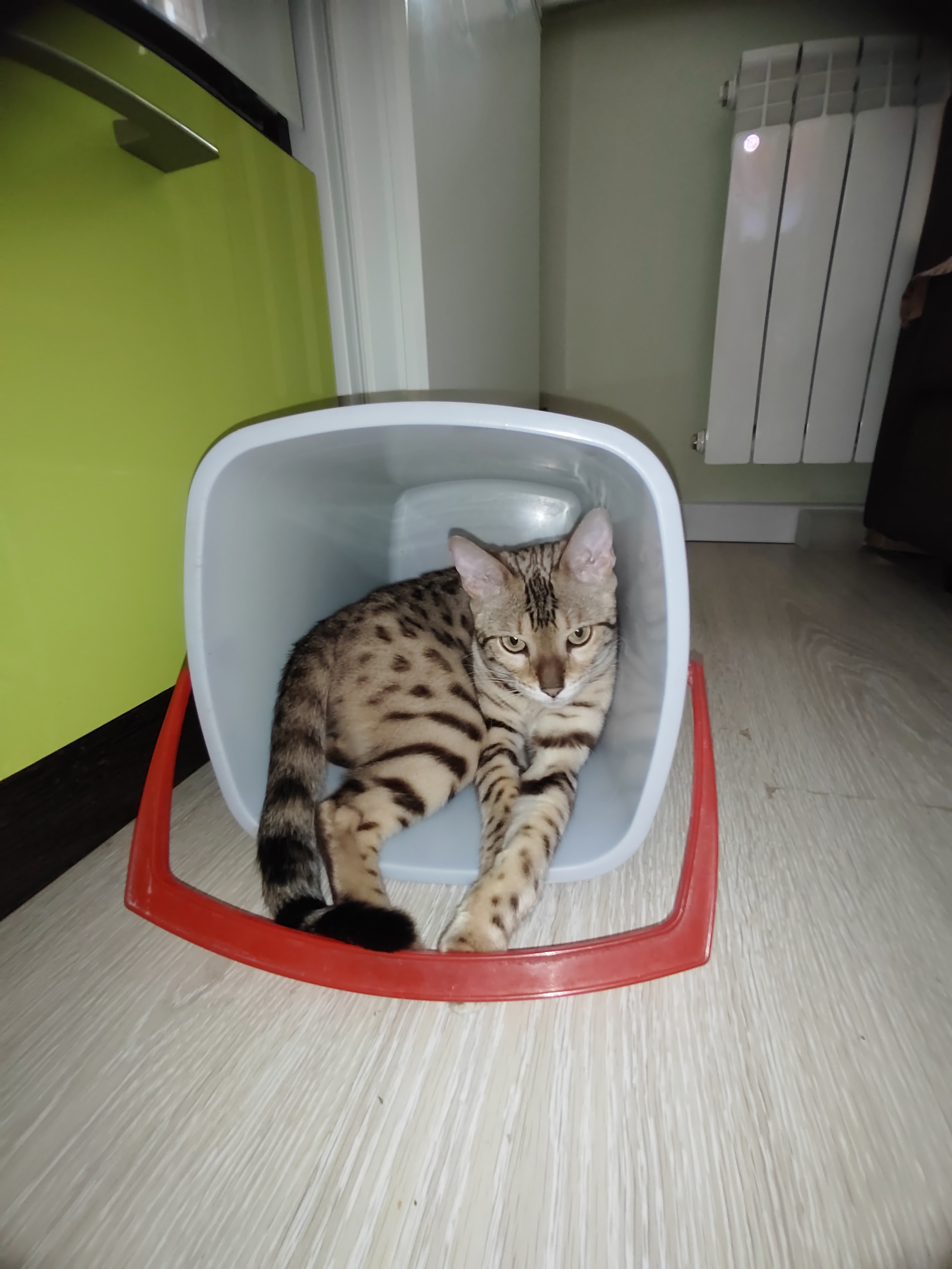 Фото питомца: кошачий Диоген