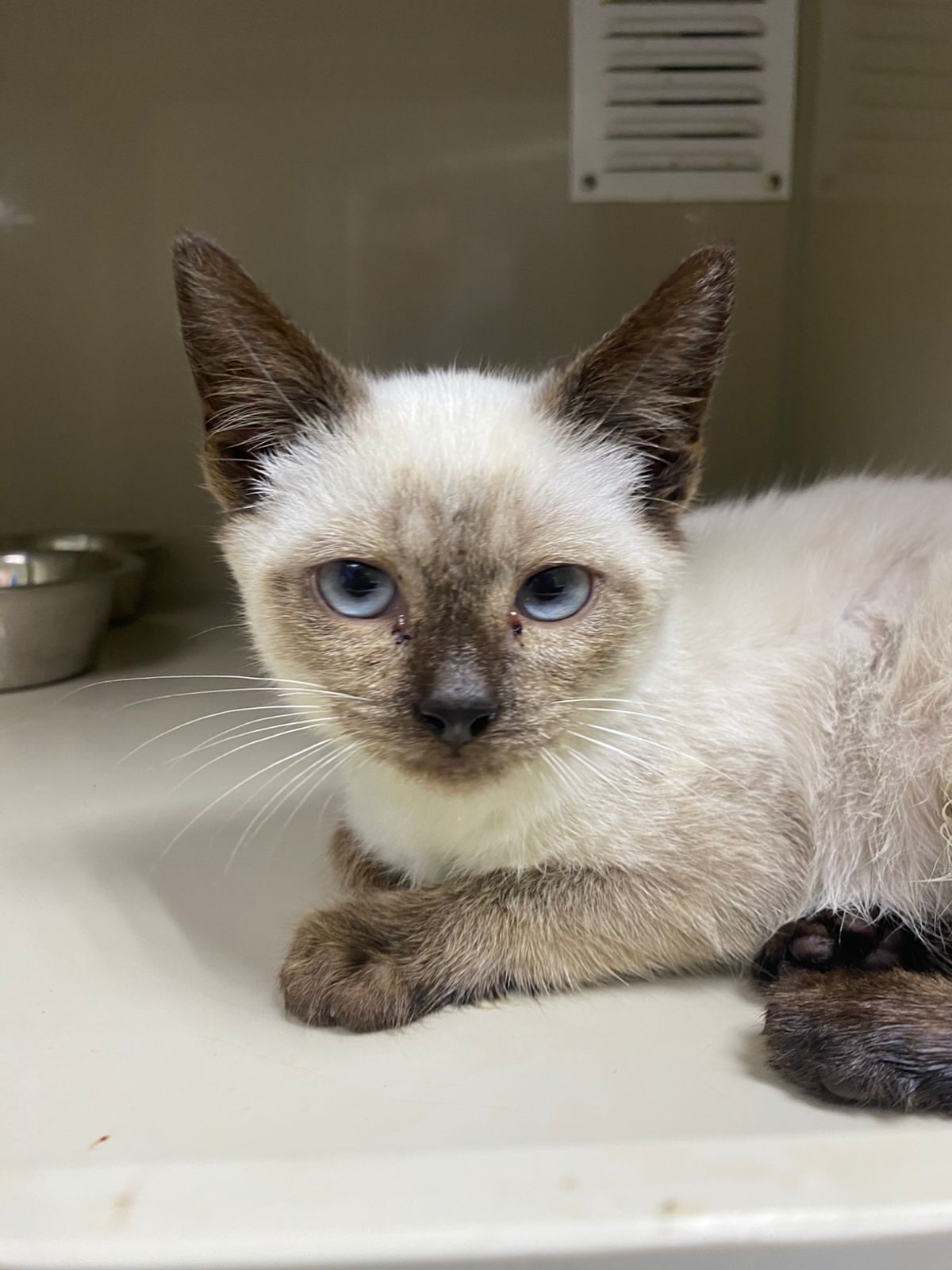 Как обычная поездка в гости обернулась для меня новым котом