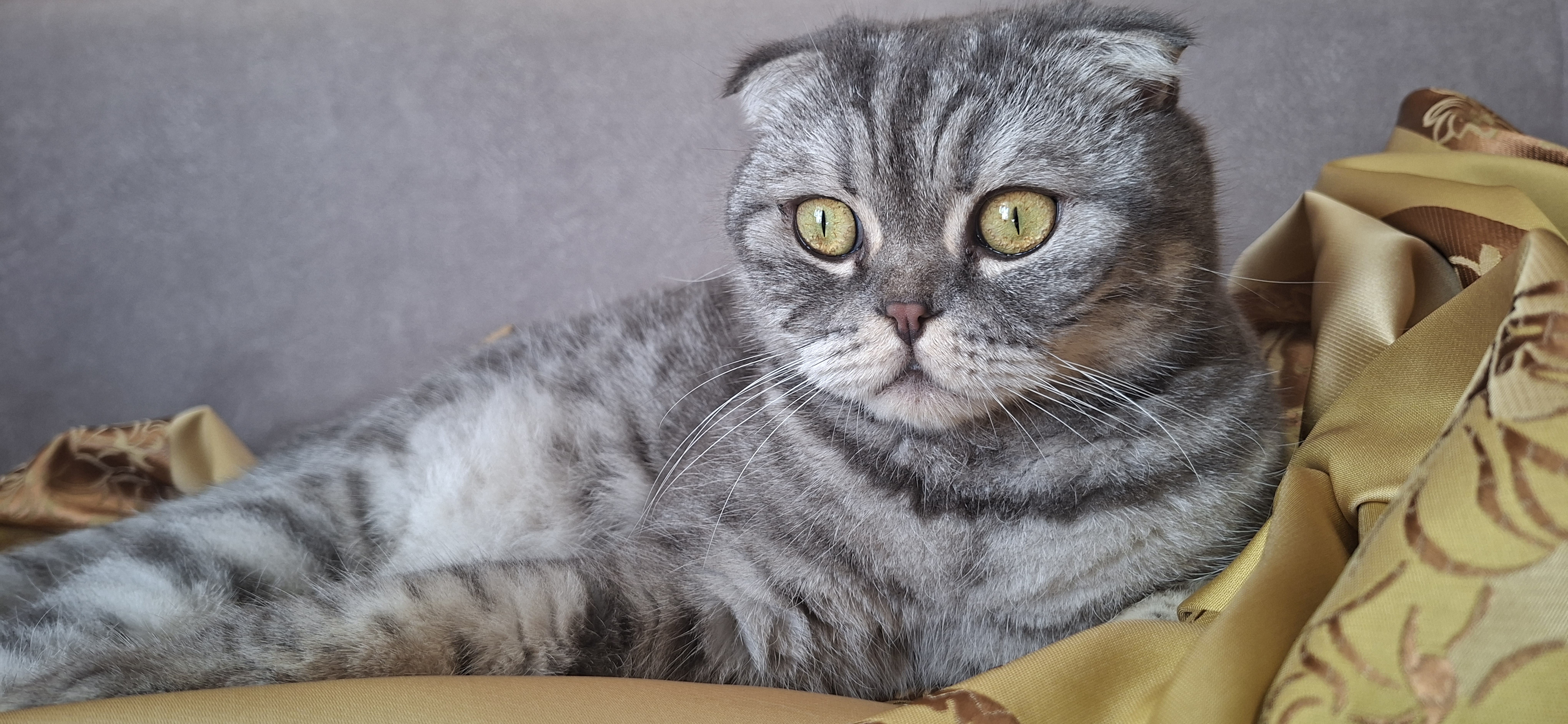 Фото питомца: кот Сильвестр Андреевич лежит в шелках