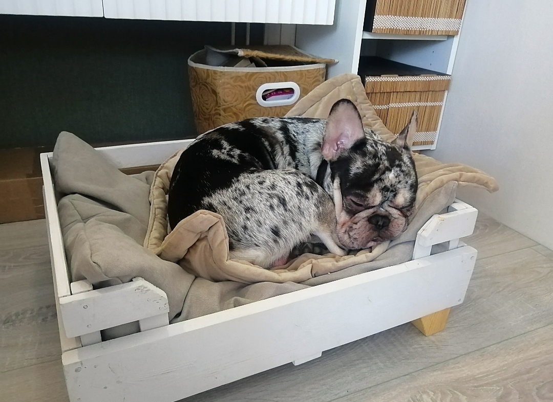 Фото питомца: пес Байт спит