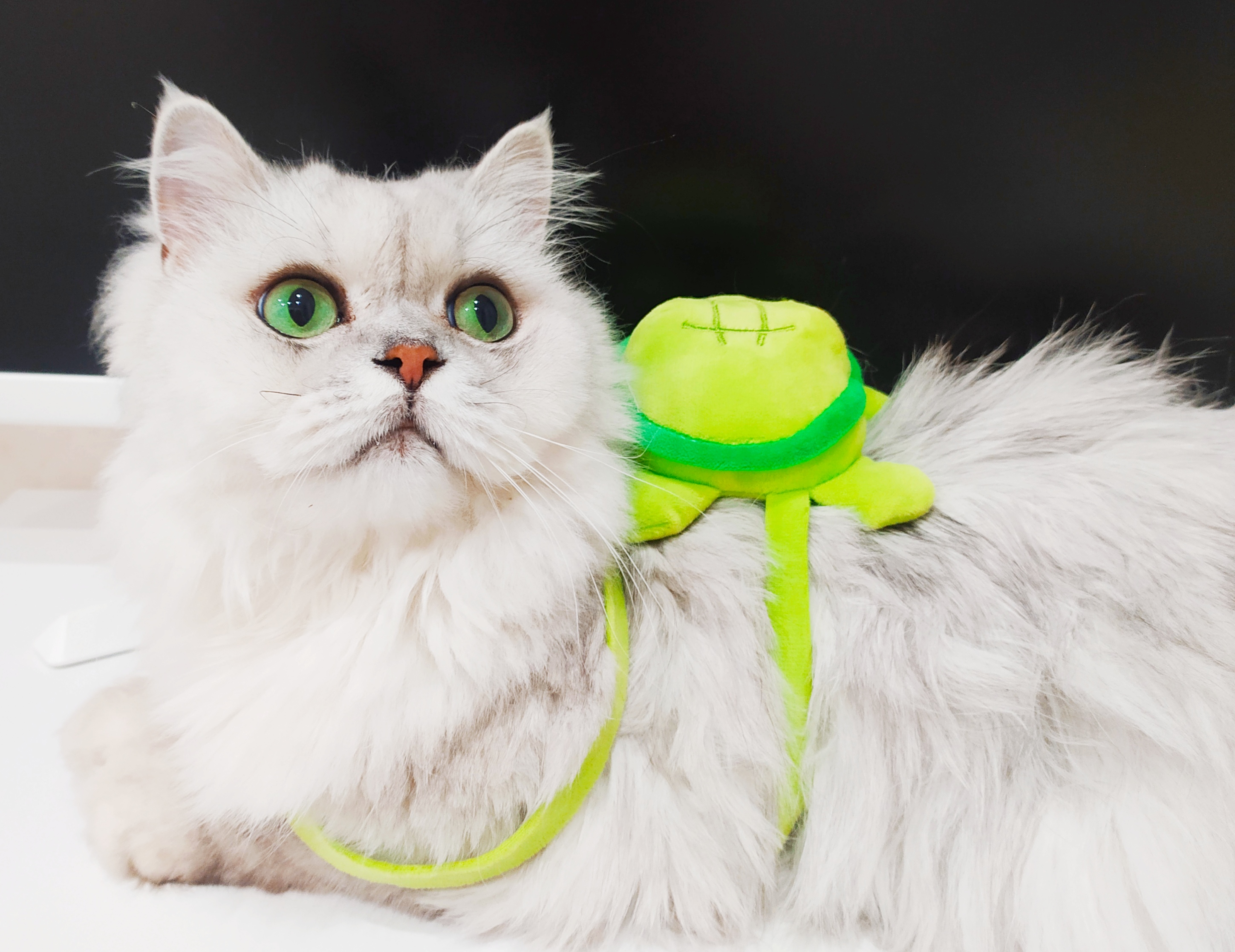 Фото питомца: кошка Милка позирует с мини-рюкзаком