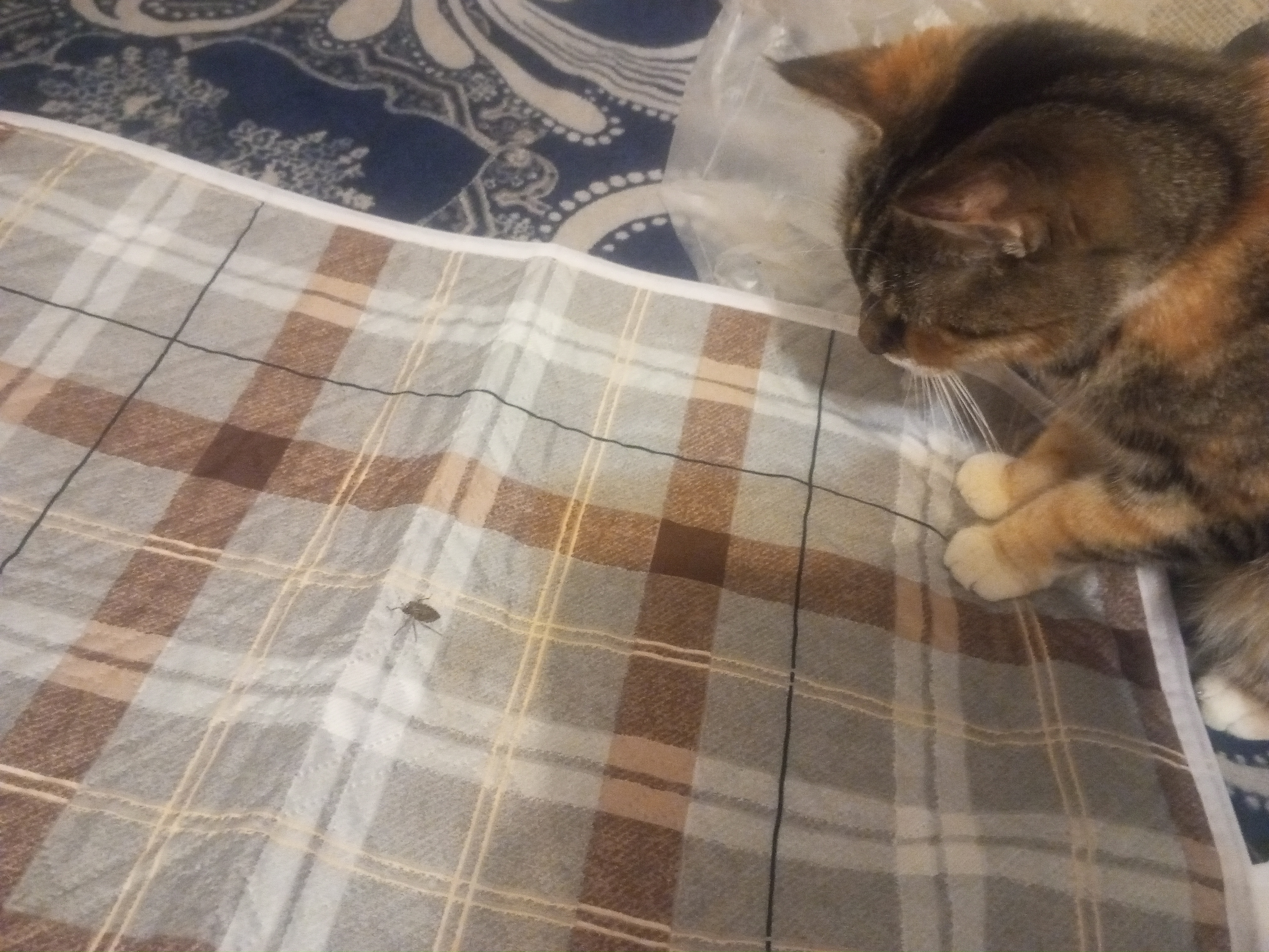 Фото питомца: кошка Кафедра дерется с Жукпуком