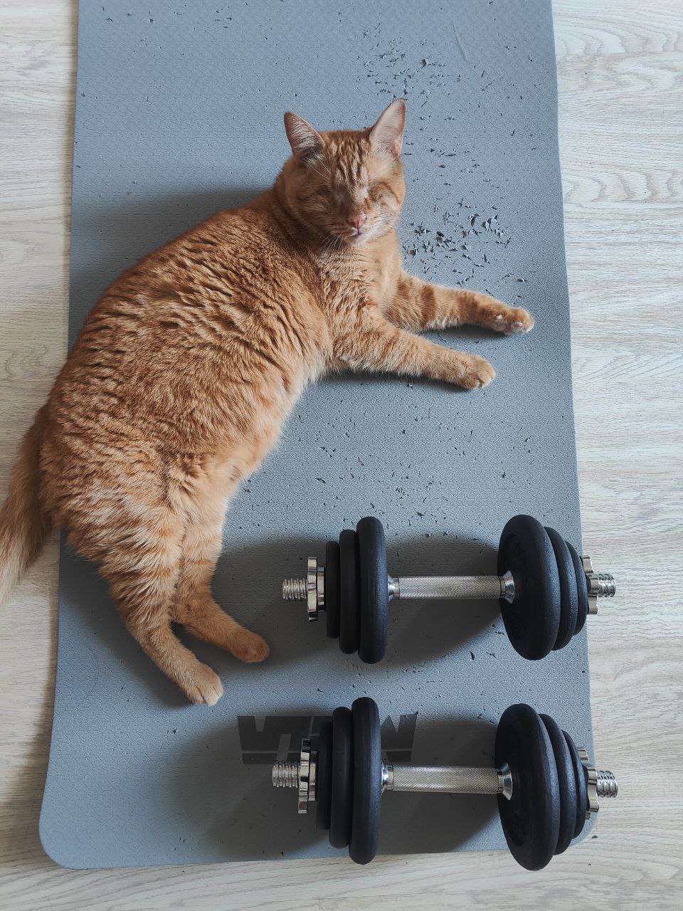 Фото питомца: кот Мазай Янович — спортсмен, улыбака, «позер»