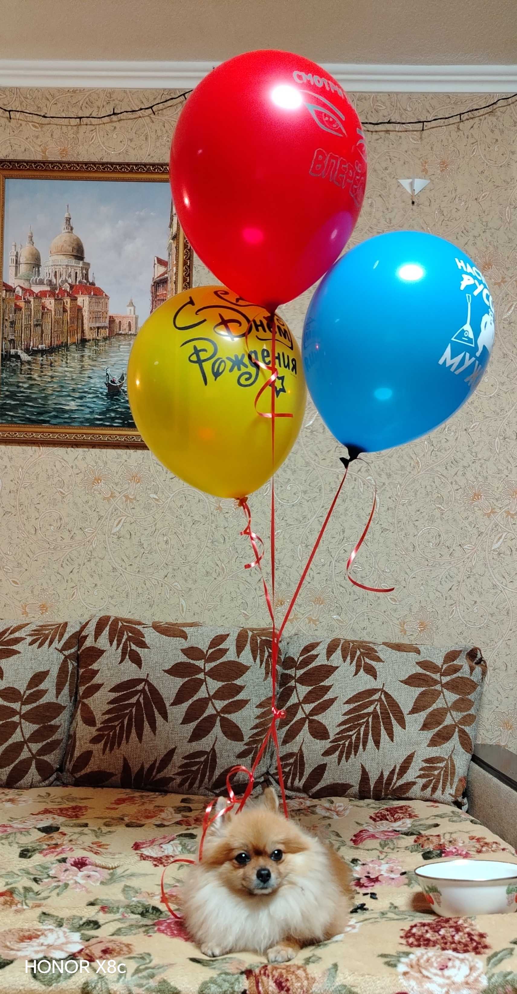 Фото питомца: шпиц Деззи приветствует дорогих читателей в разных ипостасях