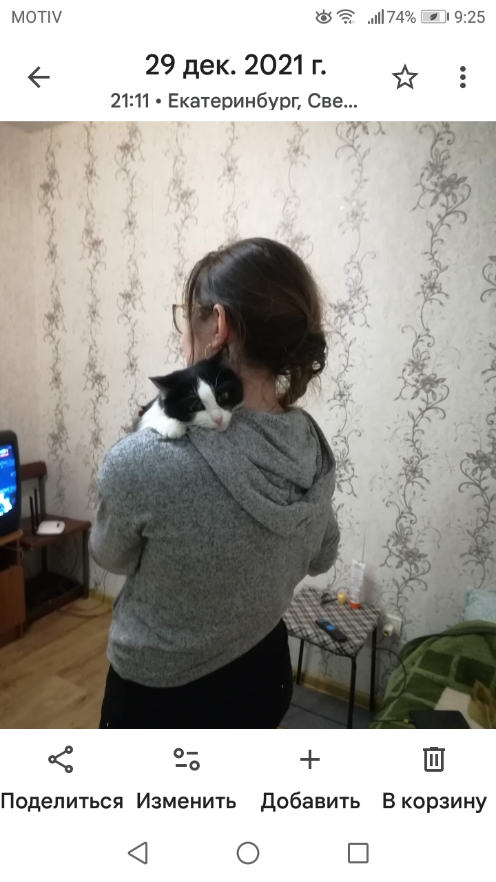 Фото питомцев: кот Василий и кошка Шаня удивлены надписью на шарике