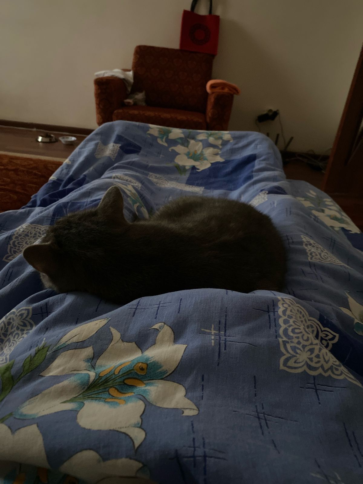 Фото питомца: кот Мурзик контролирует, чтобы все спали ночью