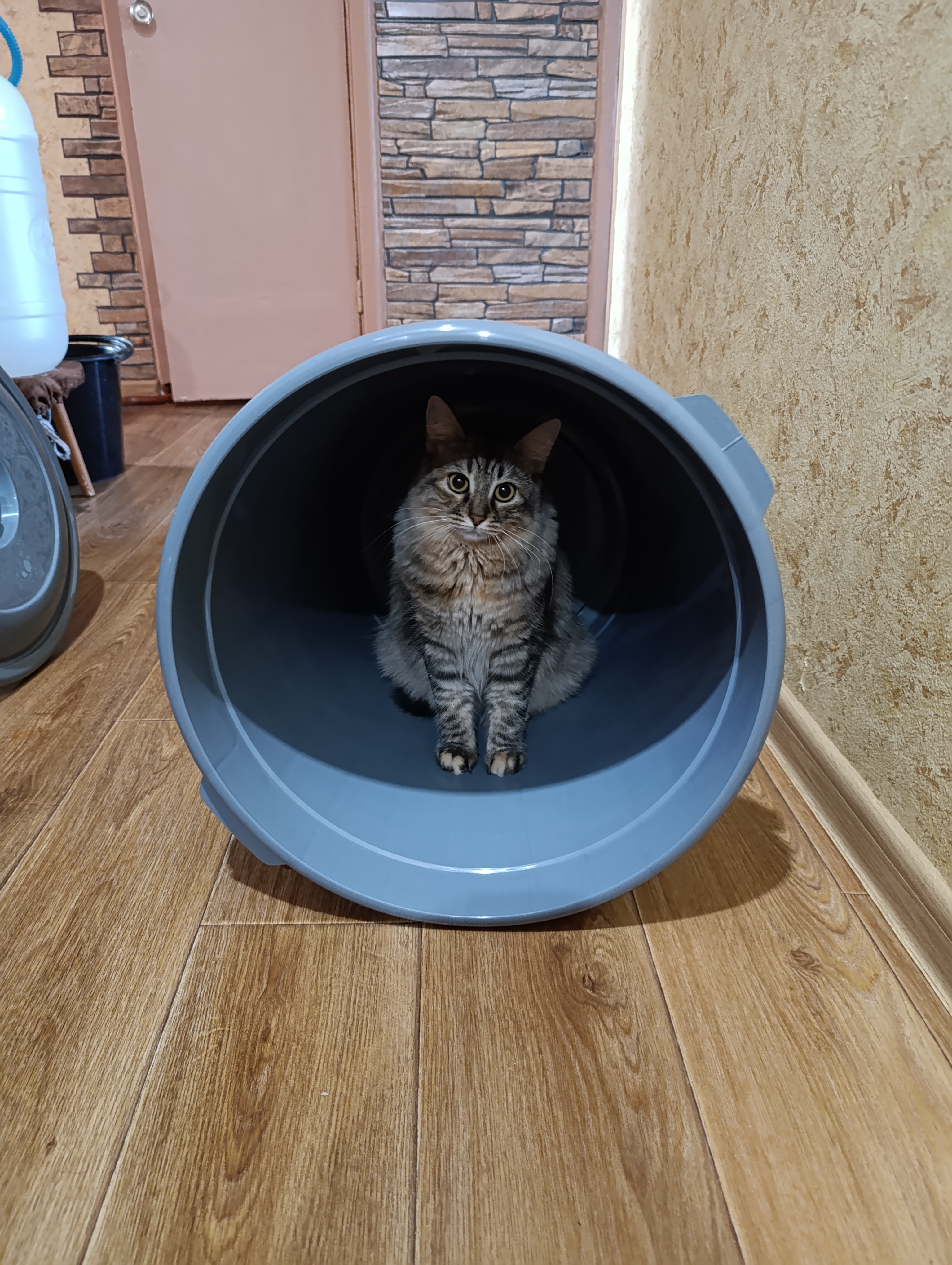 Фото питомца: кошка Мелисса в домике