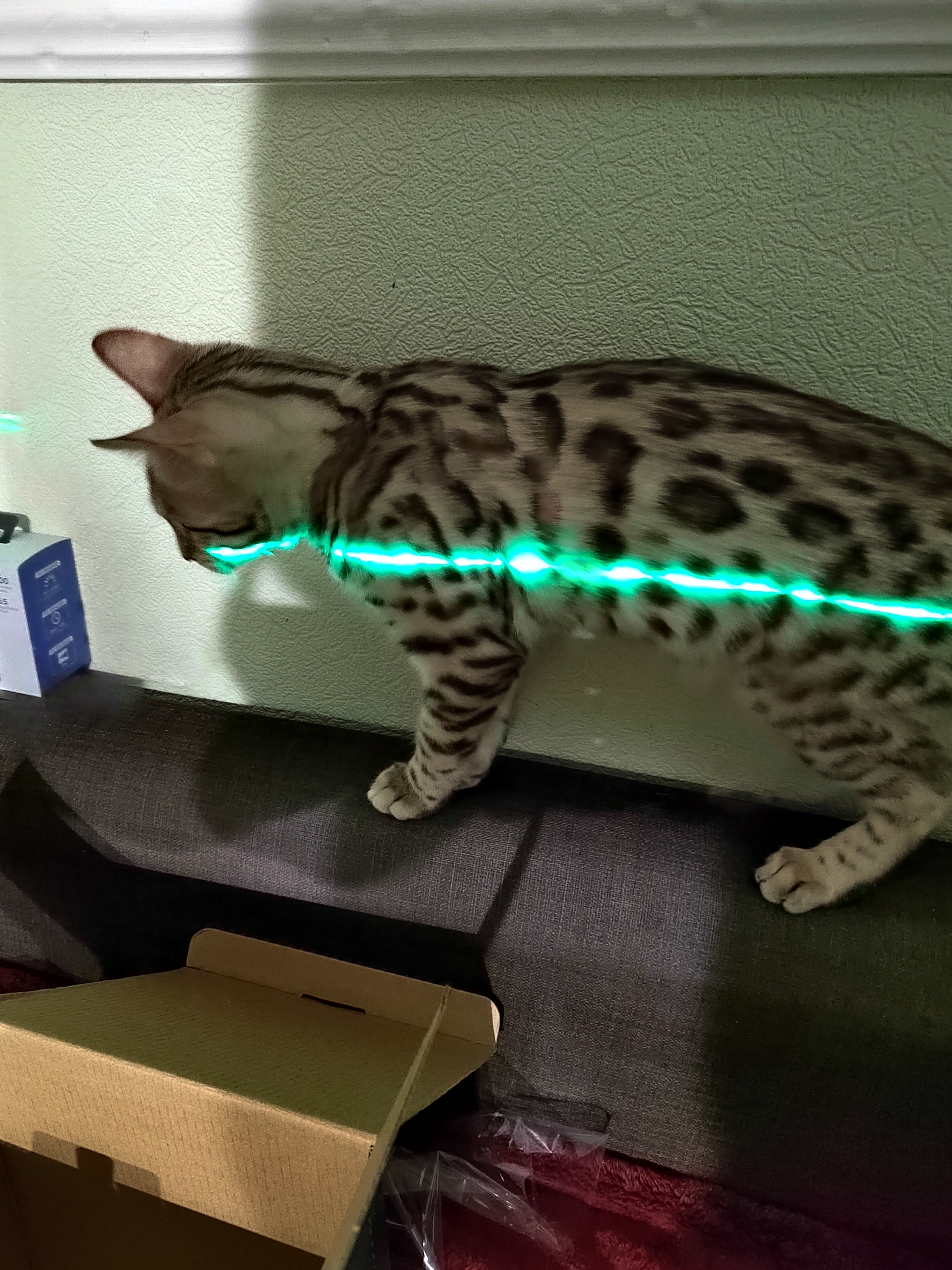 Фото питомца: кошка Кесси желает принять участие в ремонте