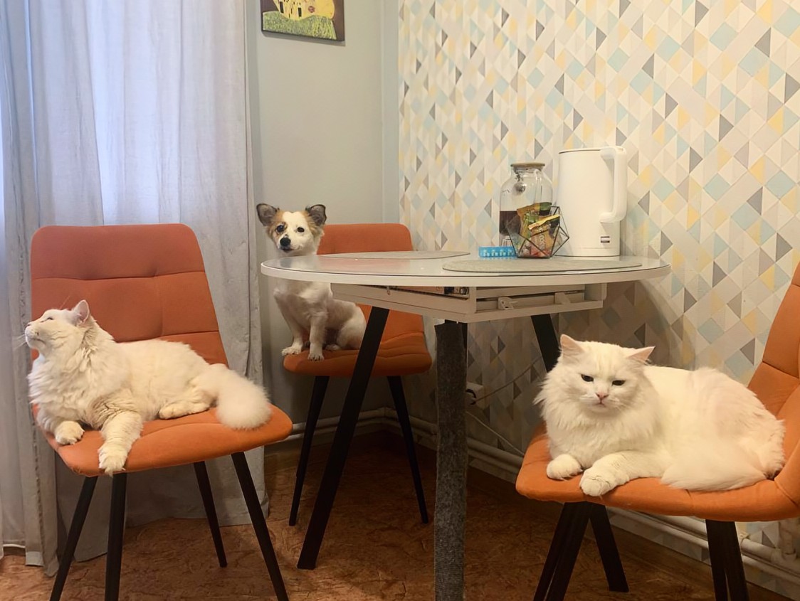 Фото питомцев: коты и собака в ожидании трапезы