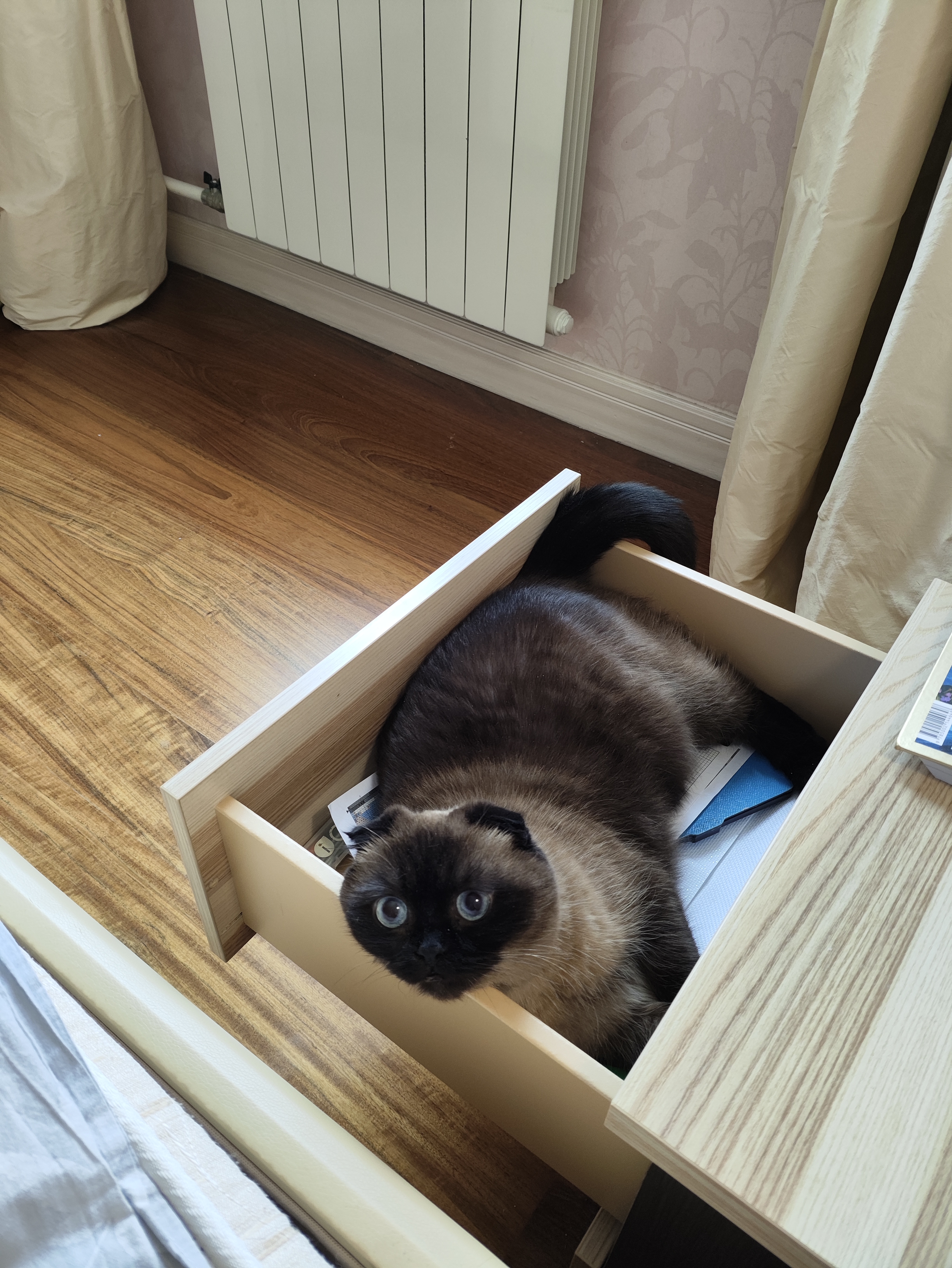 Фото питомца: кот Деймос продолжает захват территории