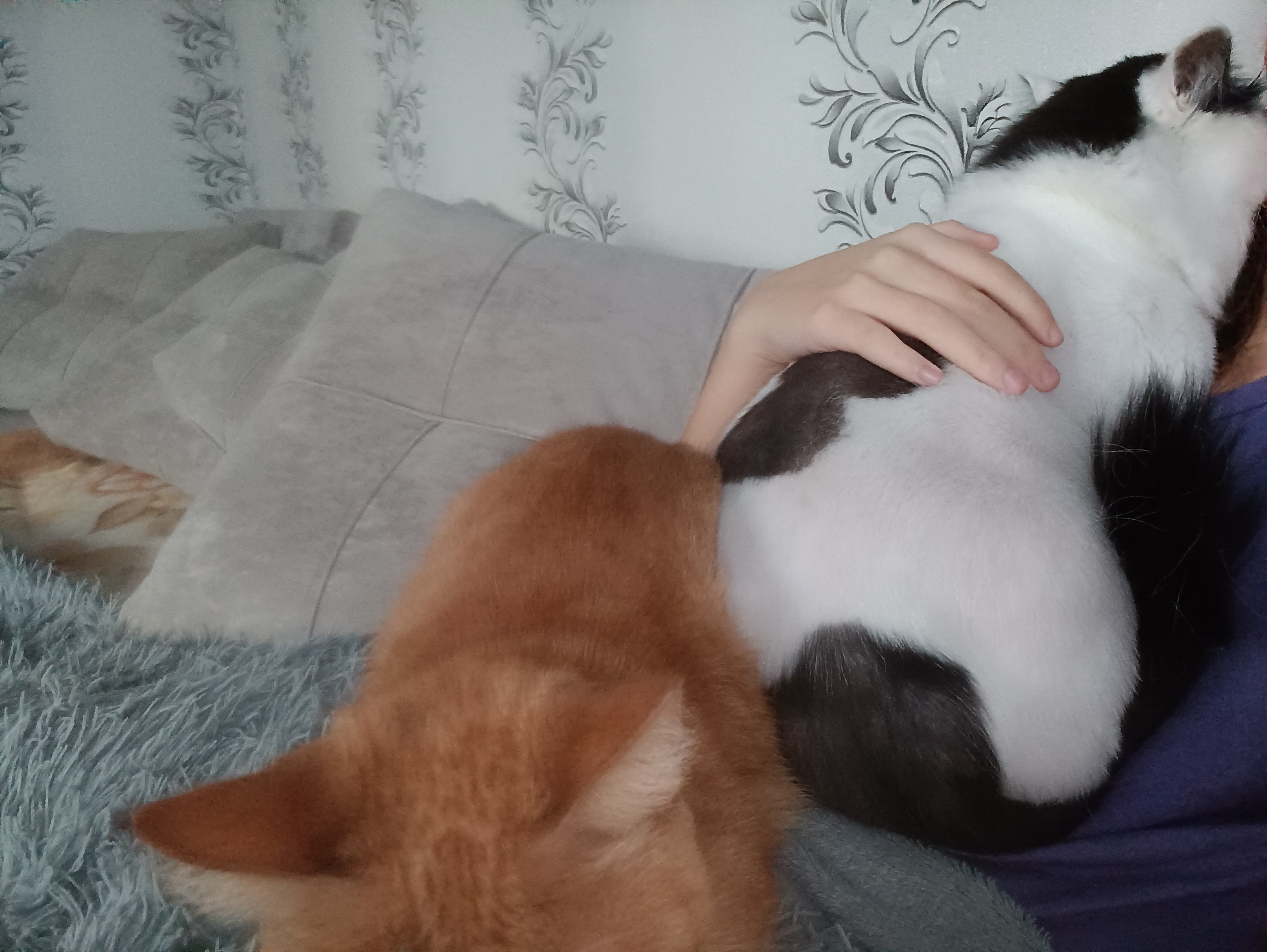 Фото питомцев: кот Кракен и кошка Василиса отдыхают на хозяйке