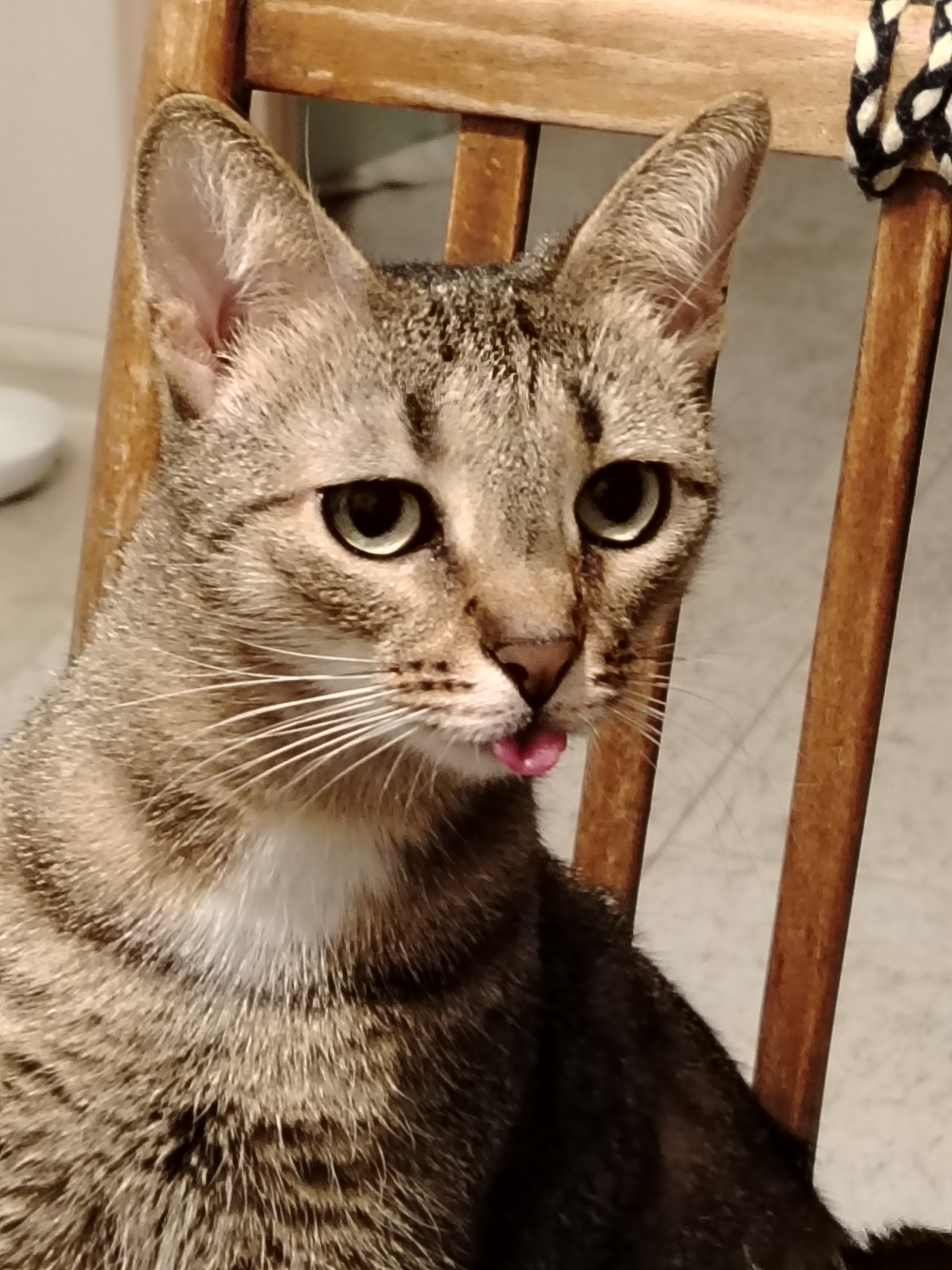 Фото питомцев: веселые будни кошек