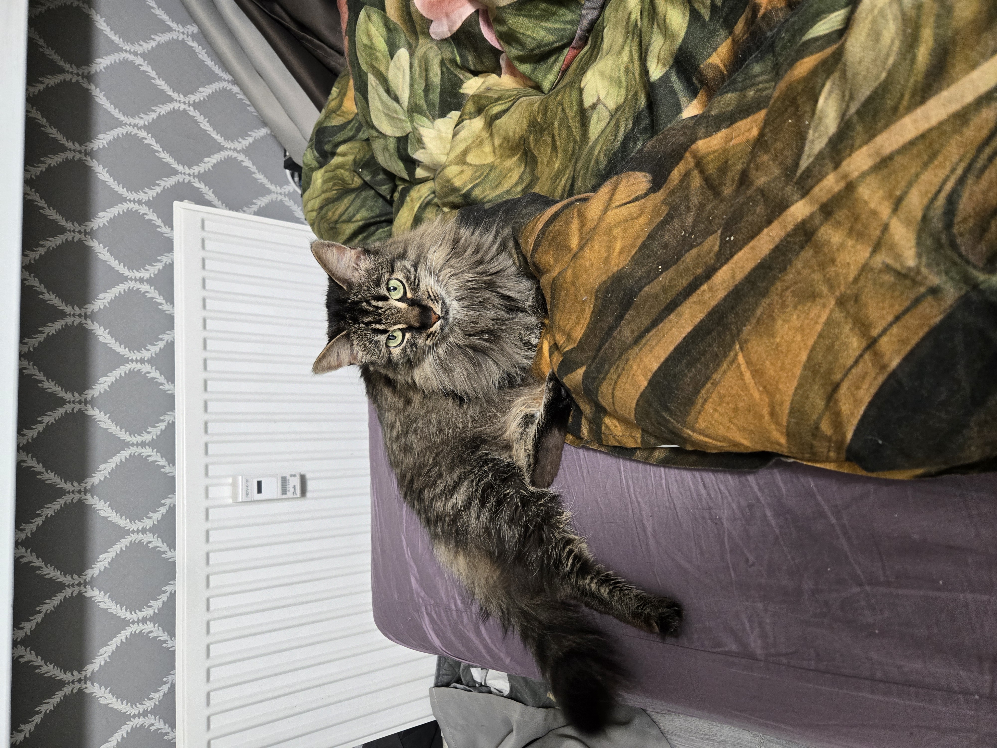 Фото питомца: кошка Рыся демонстрирует свои дворянские прихоти