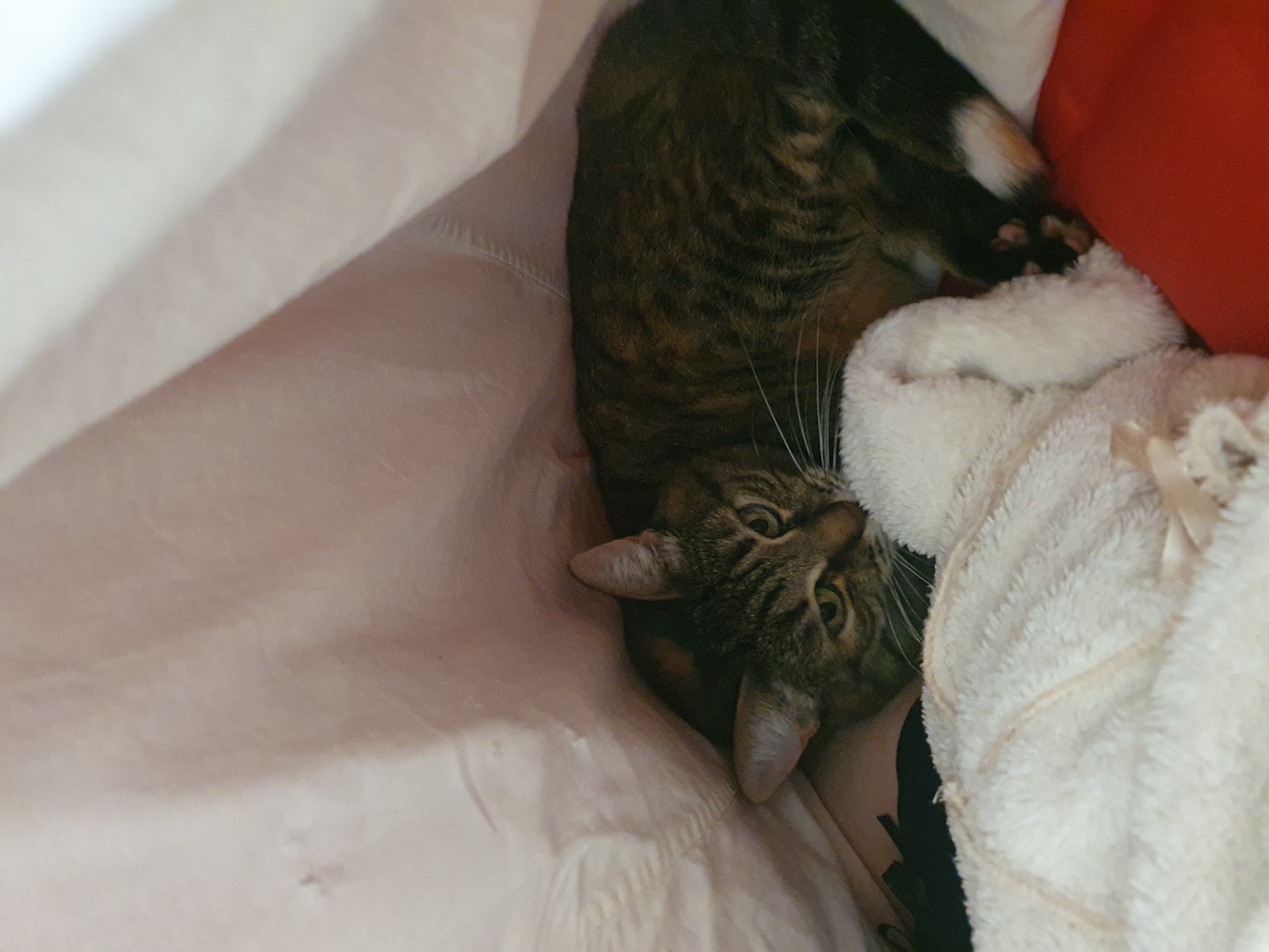 Фото питомца: кошка пережидает холода