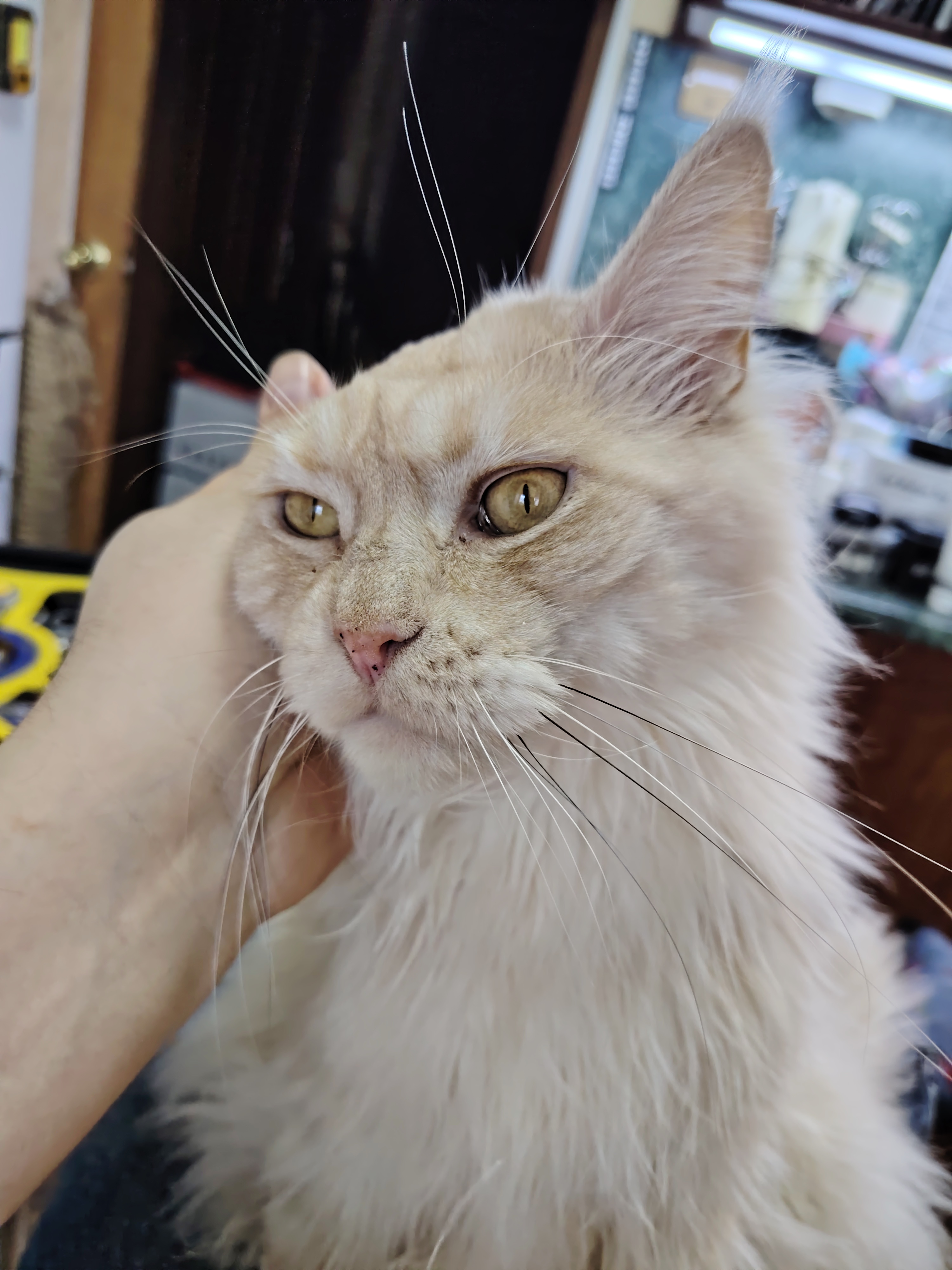 Фото питомцев: коты Маркиз и Яшка