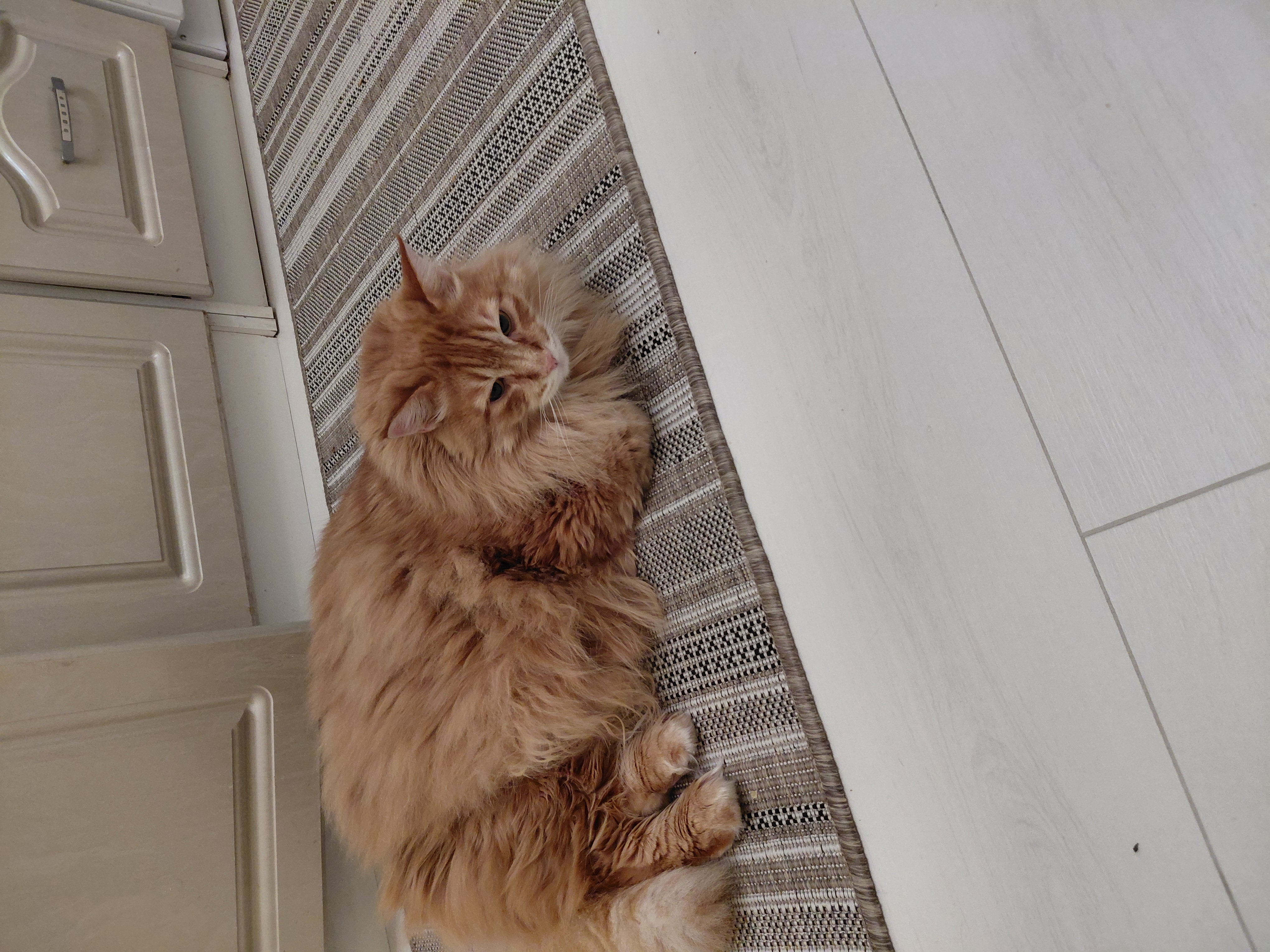 Фото питомца: кошка Маечка спит и играет, где захочет