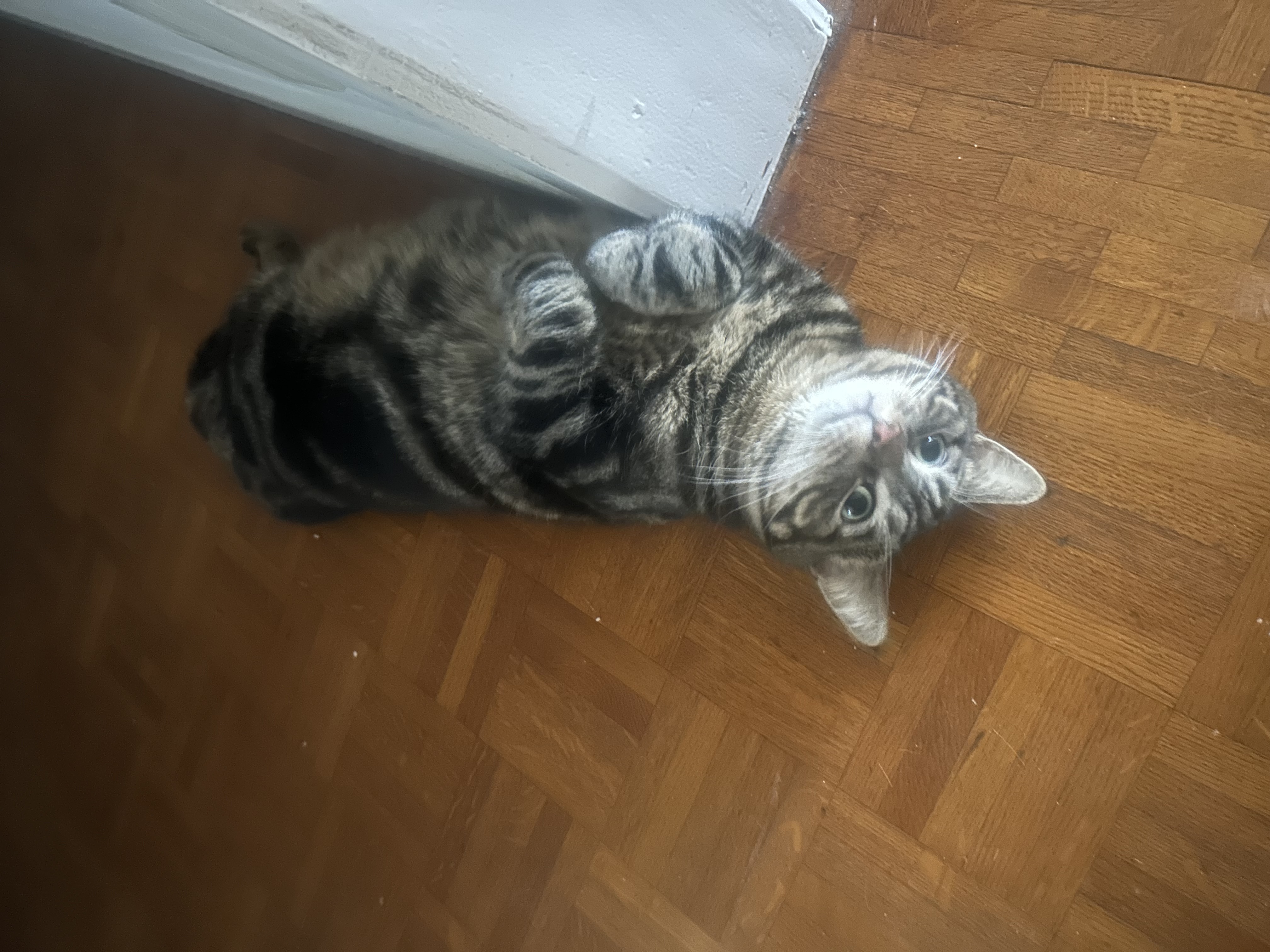 Фото питомца: маленький тигр