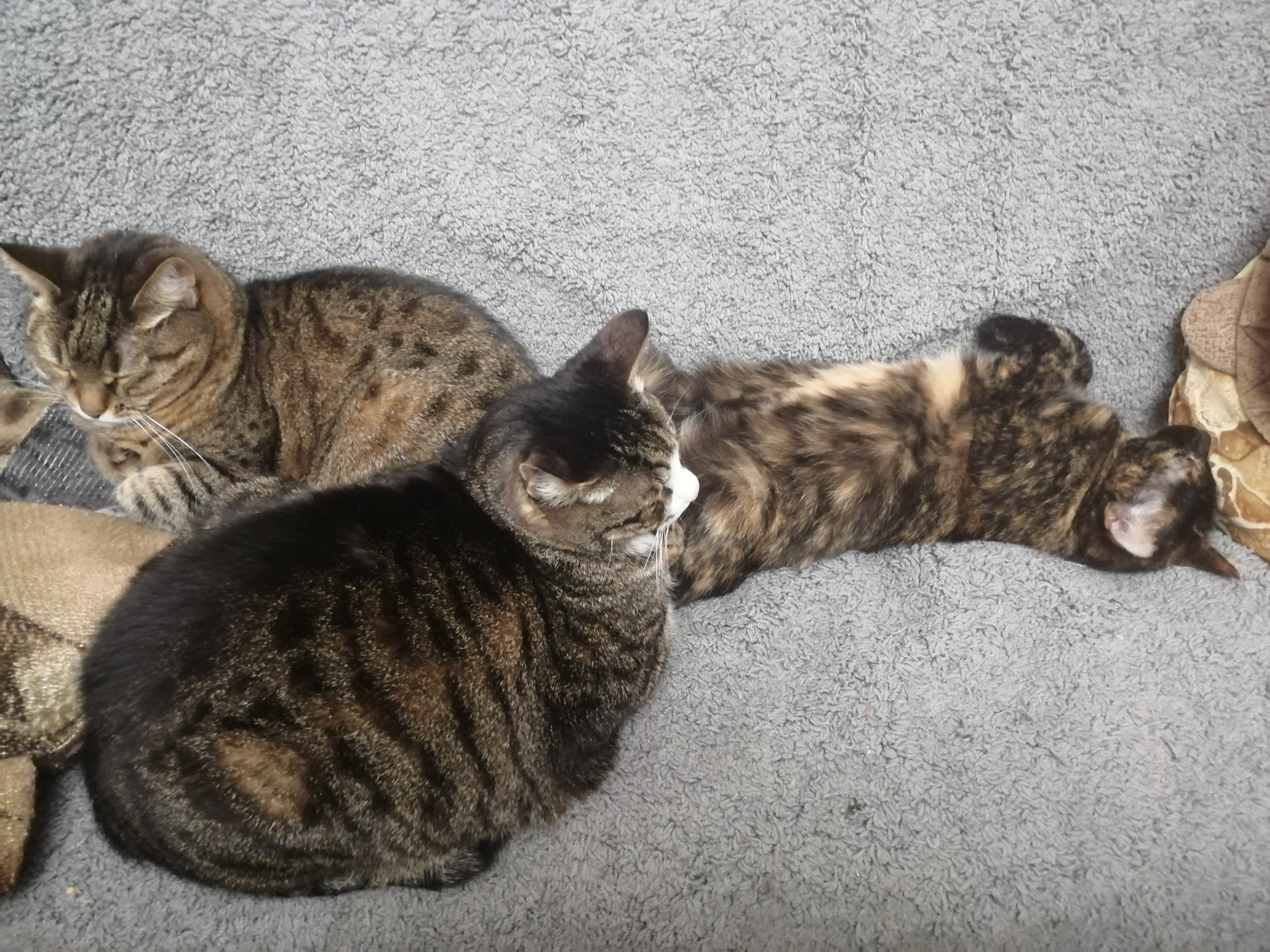 Фото питомцев: коты Мефодий и Барсик и кошка Бабайка отдыхают