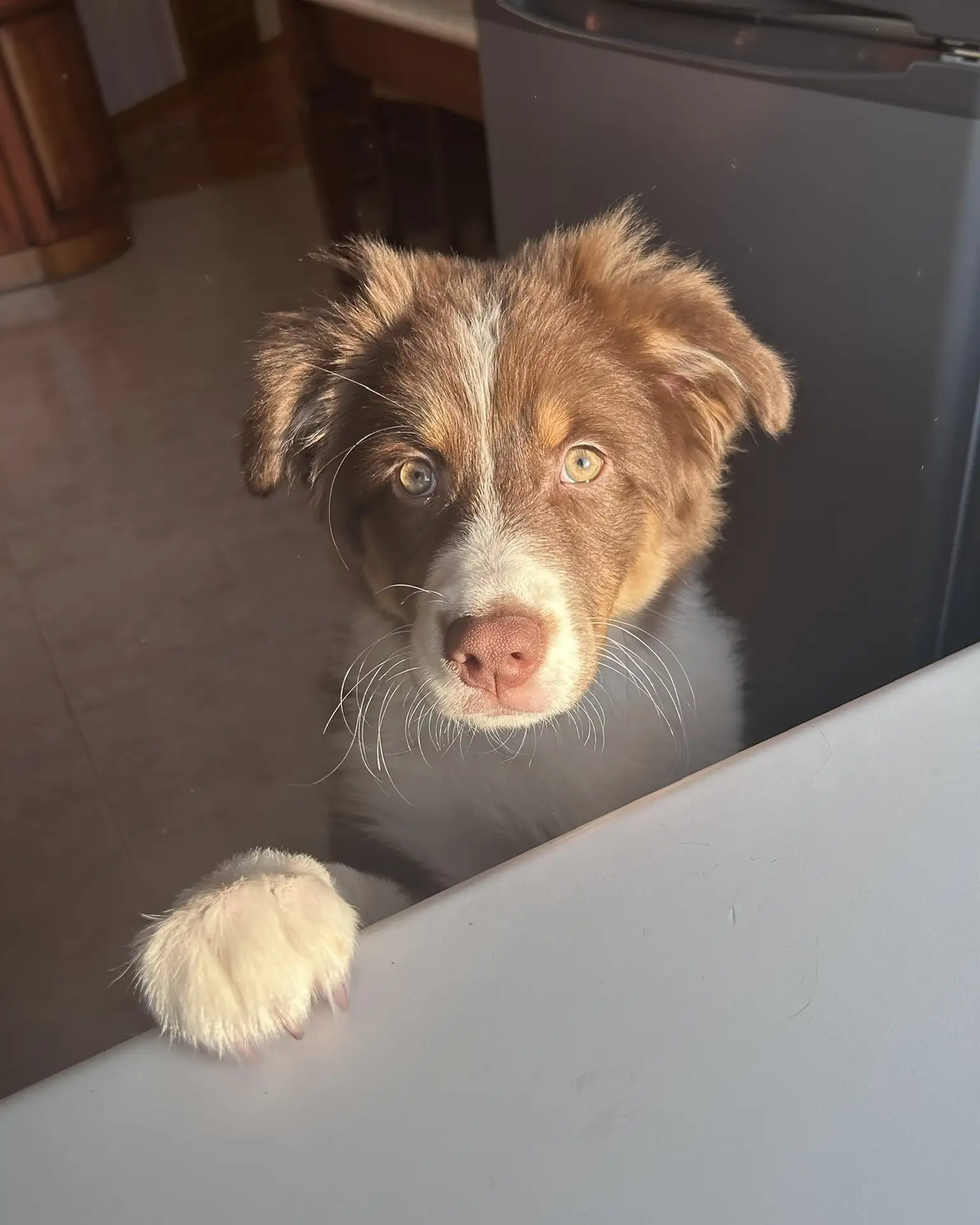 Как мы с щенком аусси покоряли ванную комнату