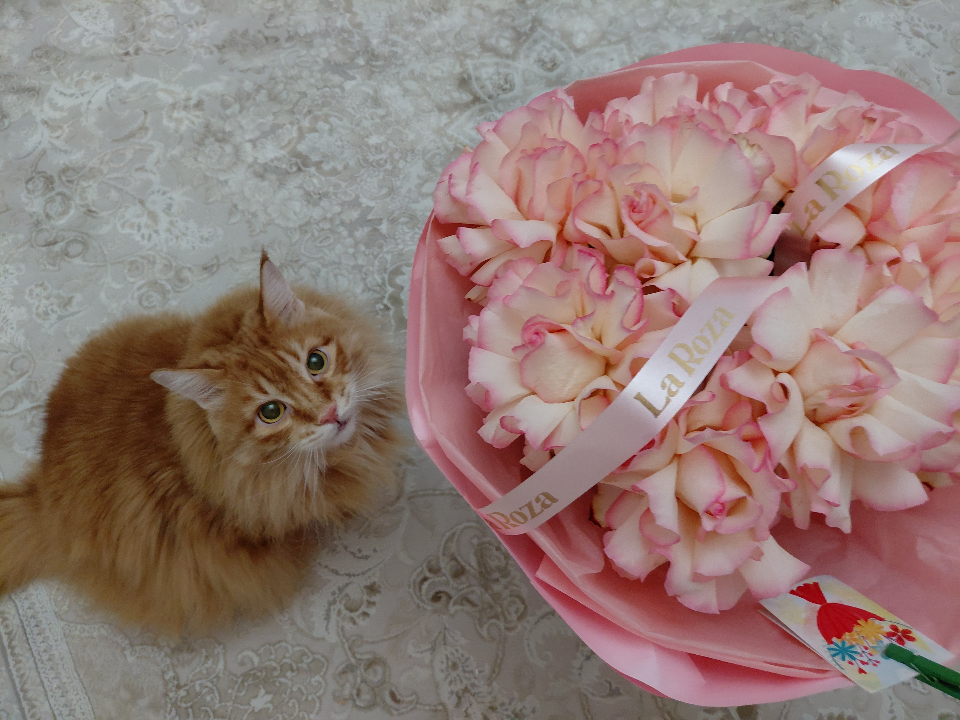 Фото питомца: кошка Маечка празднует день рождения