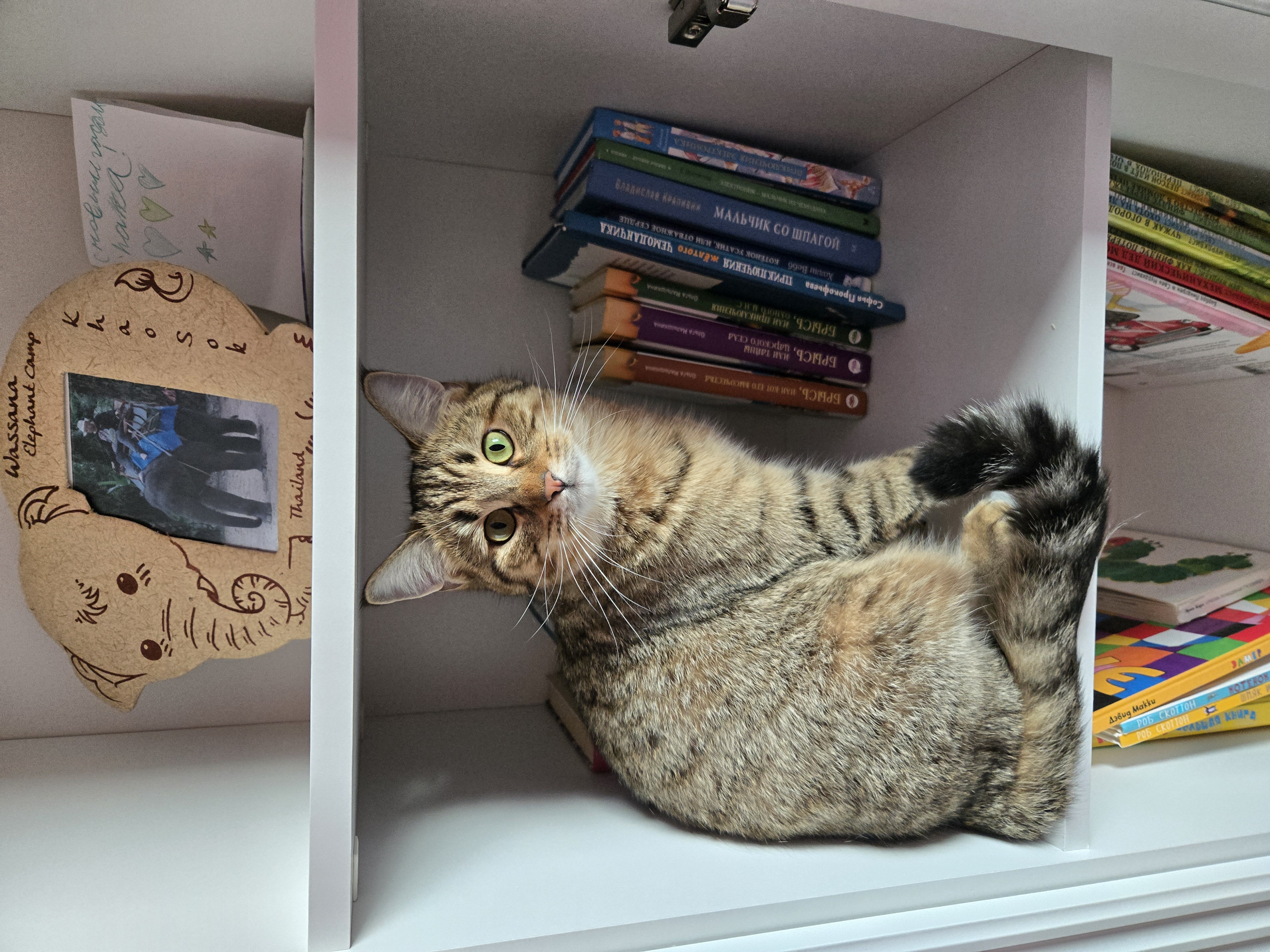 Фото питомца: кошка Милка научилась читать