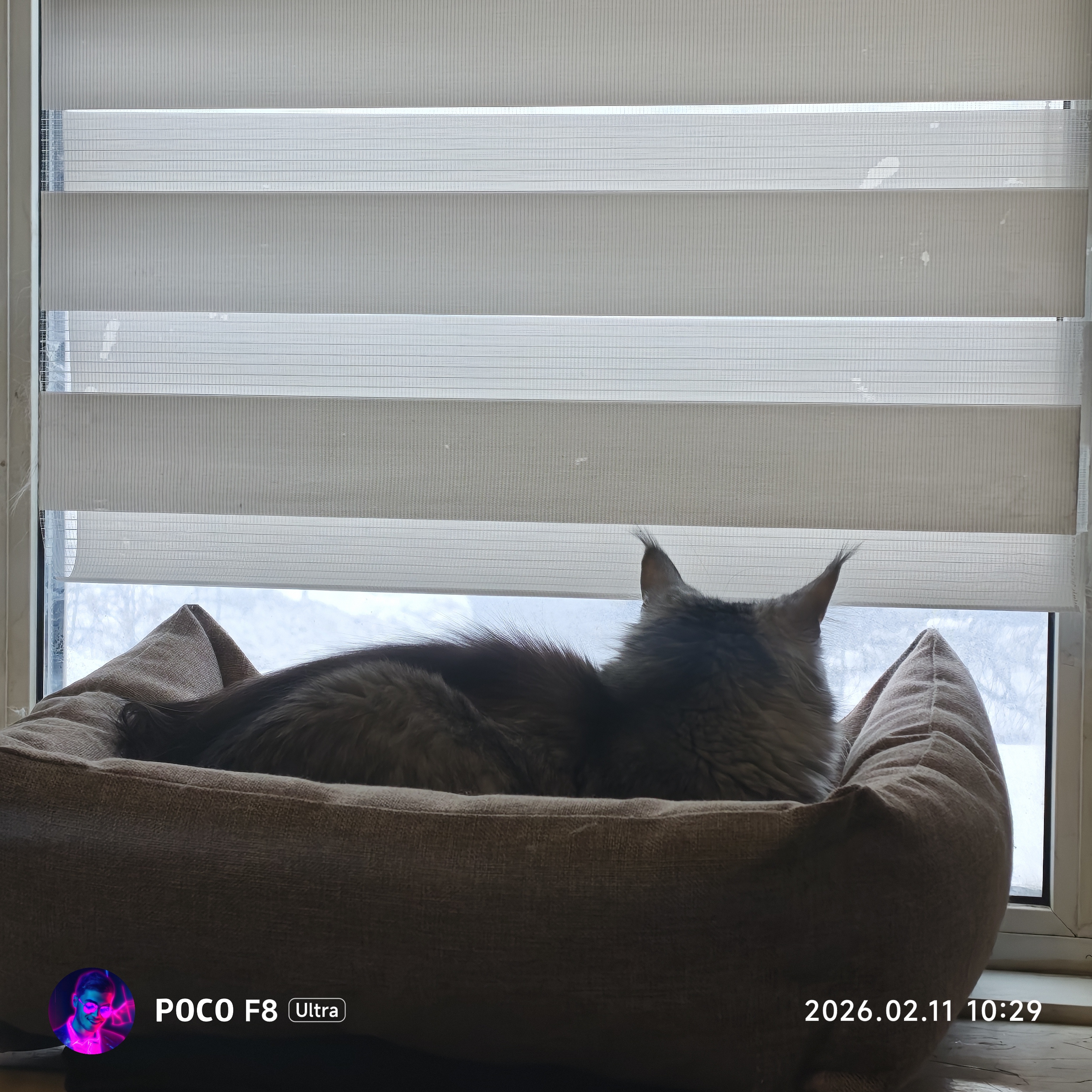 Фото питомца: мейн-кун Кисик в домашнем кинотеатре