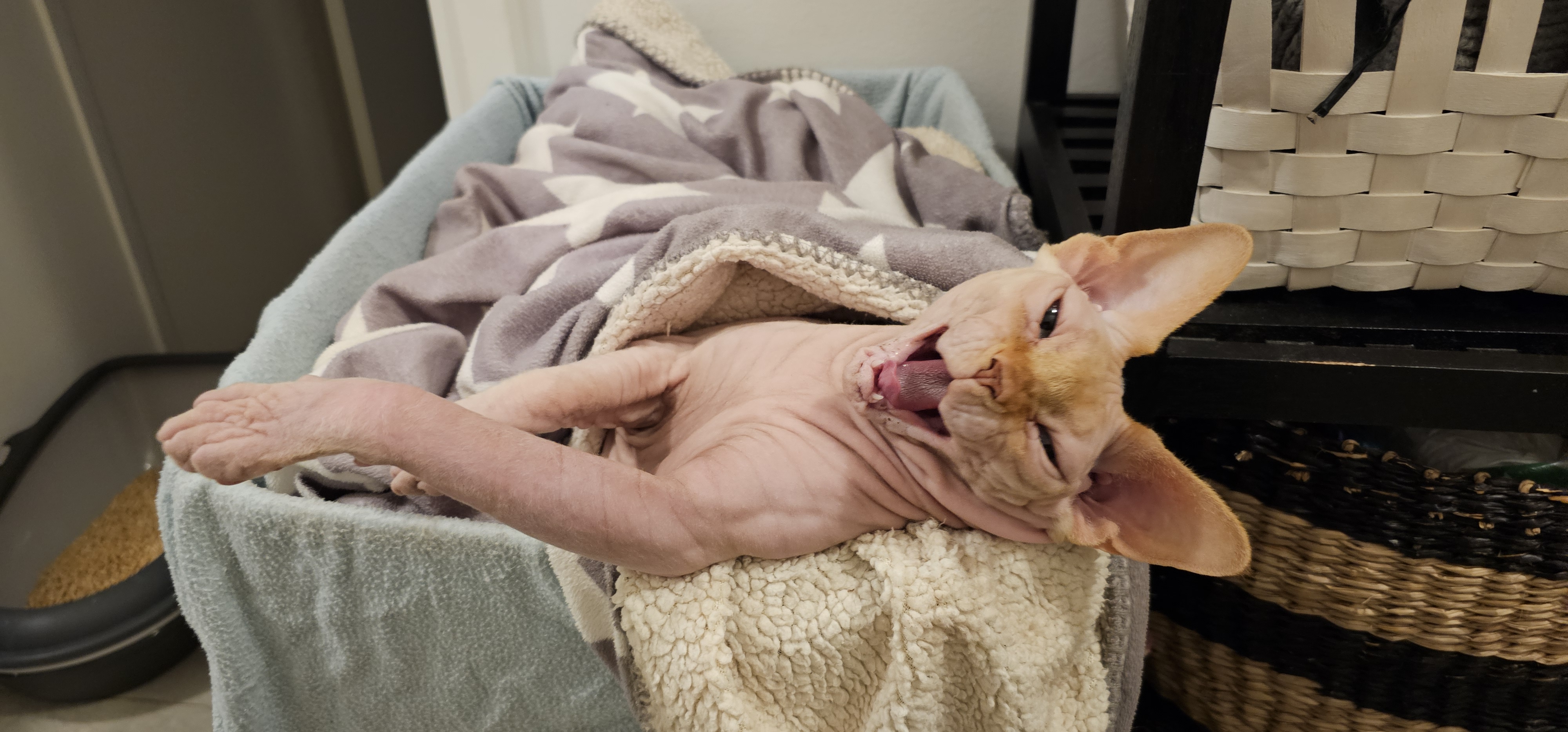 Фото питомца: кот эффектно просыпается