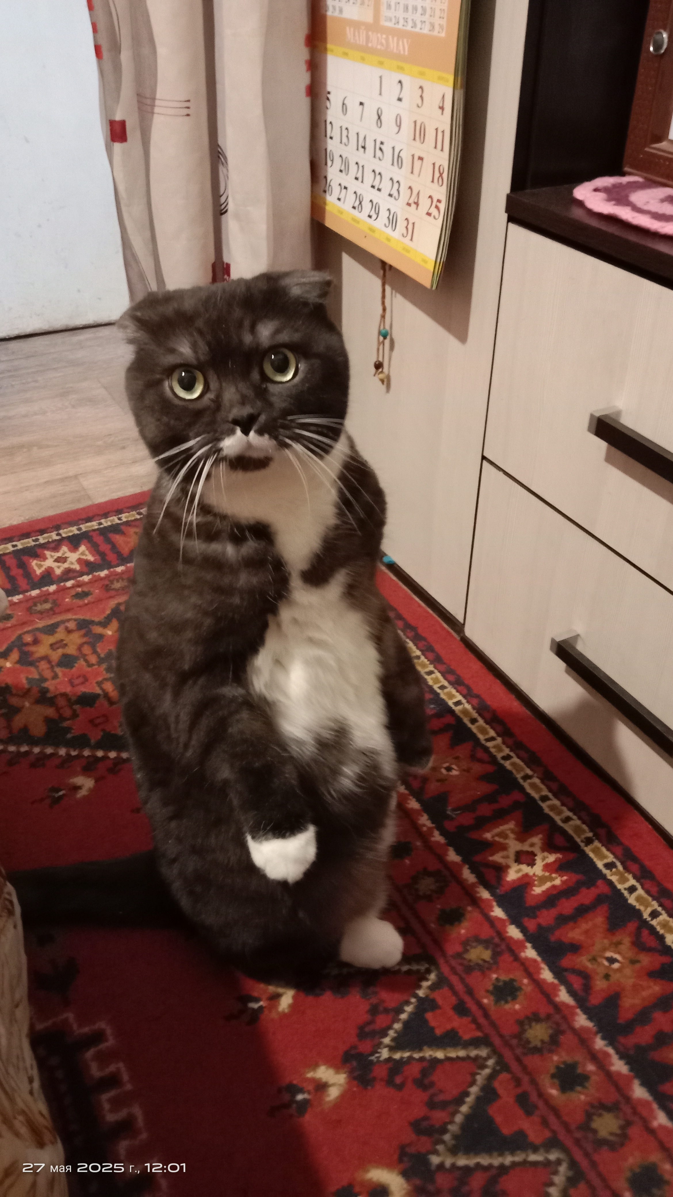 Фото питомца: кот Шерлок выпрашивает валерьянку