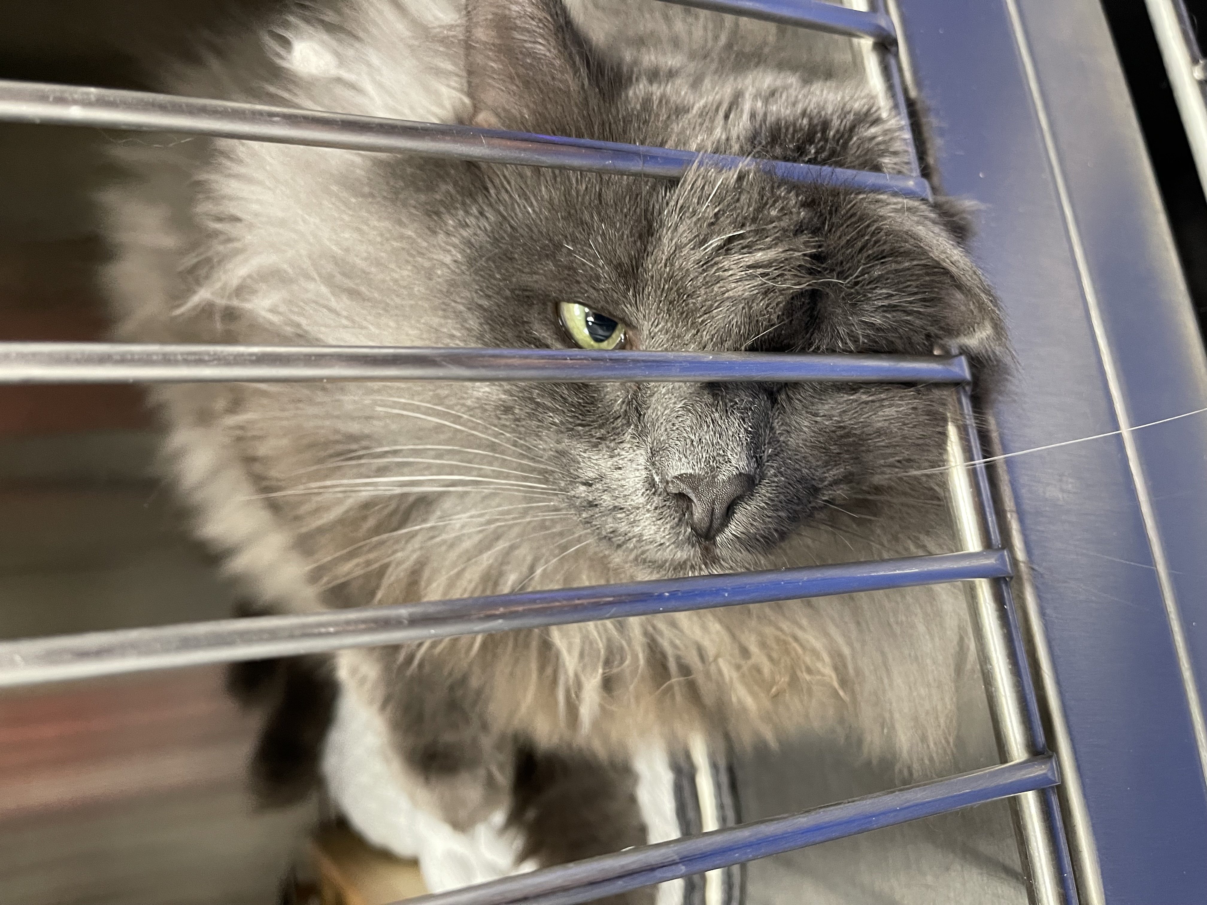 Мой опыт волонтерства в кошачьем приюте