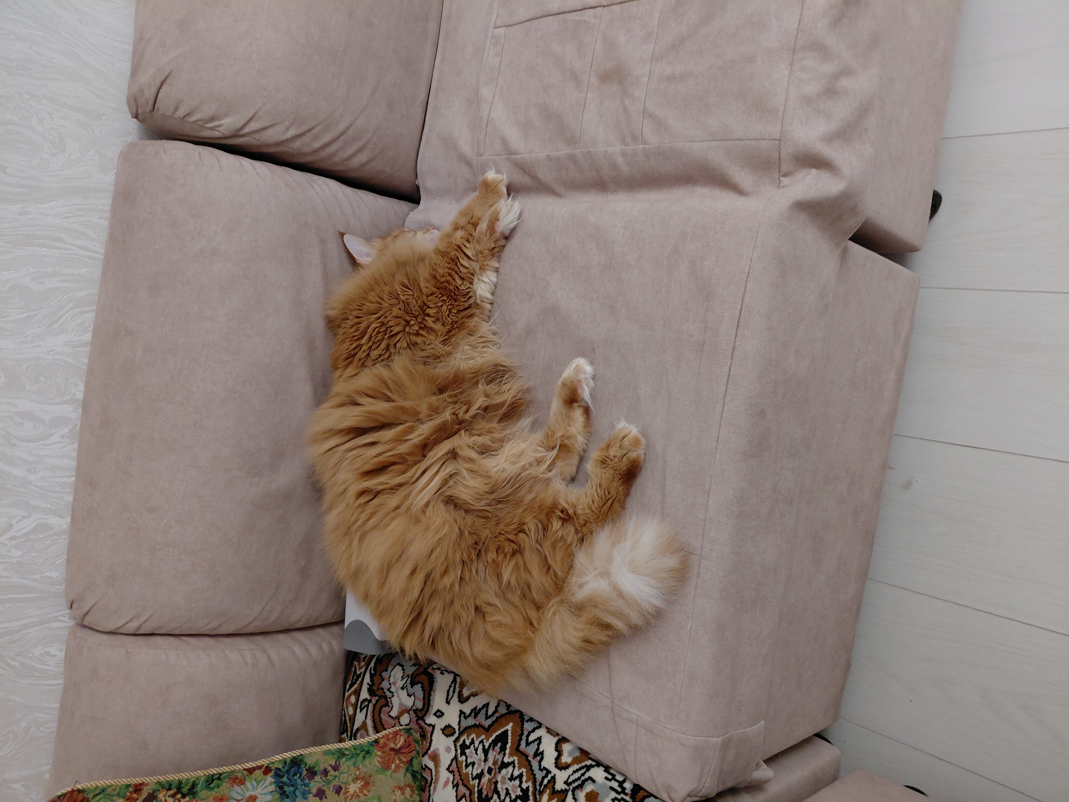 Фото питомца: кошка Маечка спит крепким сном после ночи