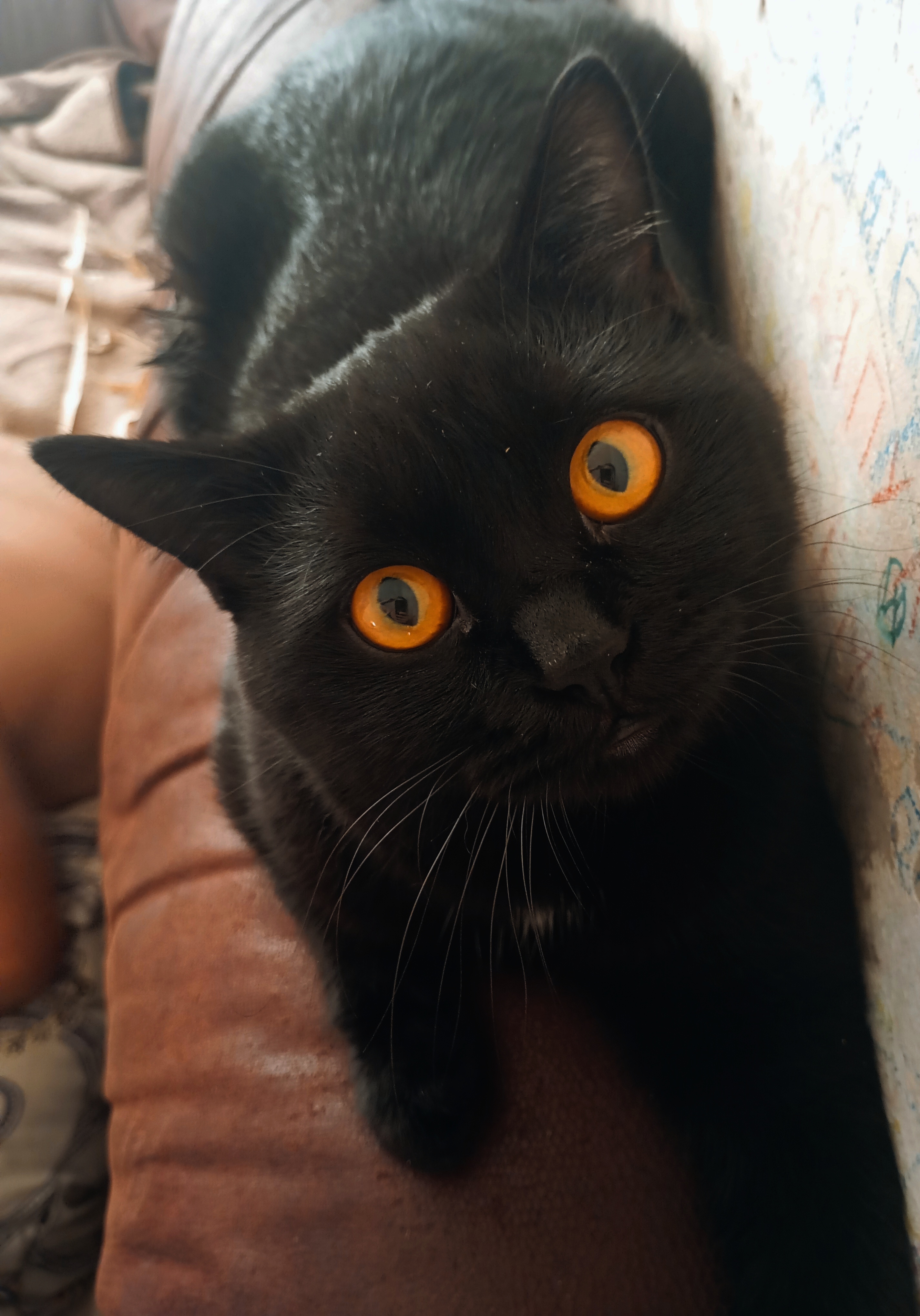 Фото питомца: кот Амусевич — сама невозмутимость