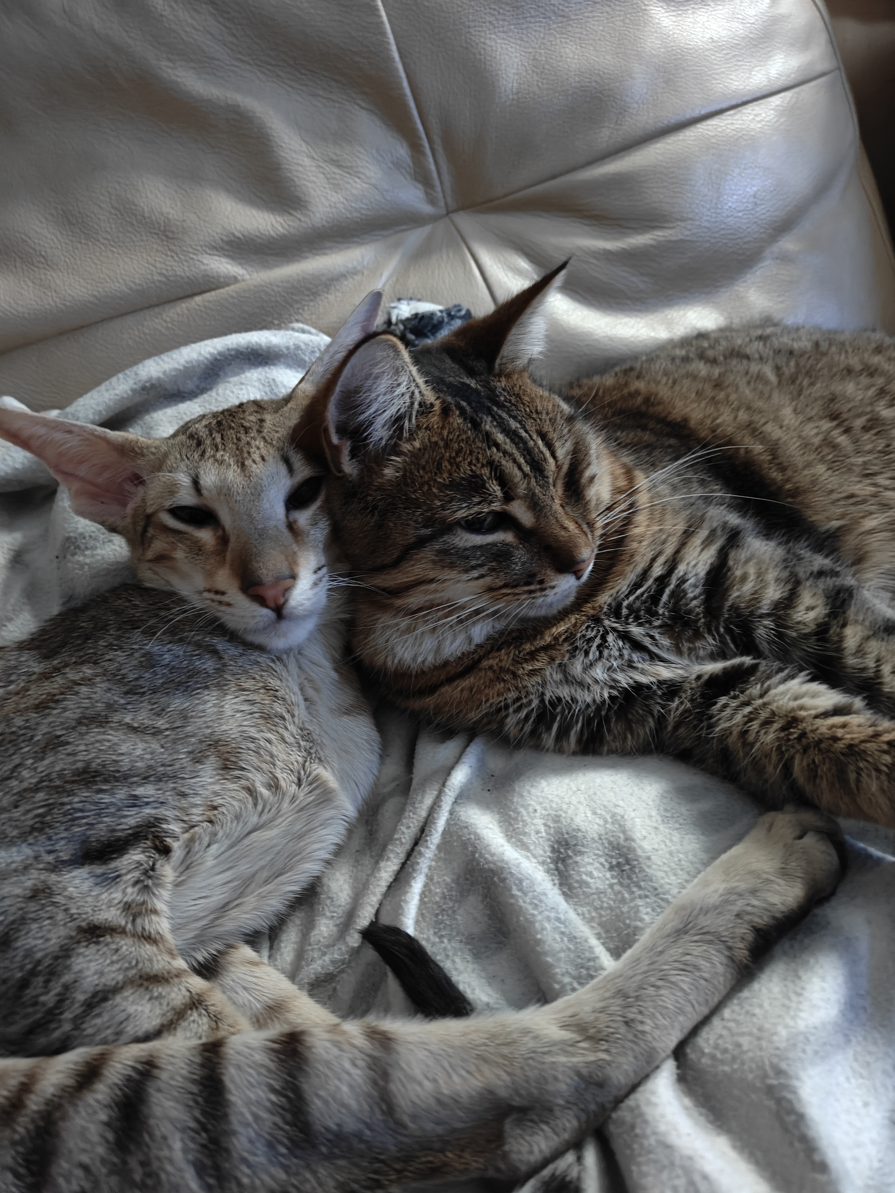 Фото питомцев: кошка Люся и кот Кеша отдыхают