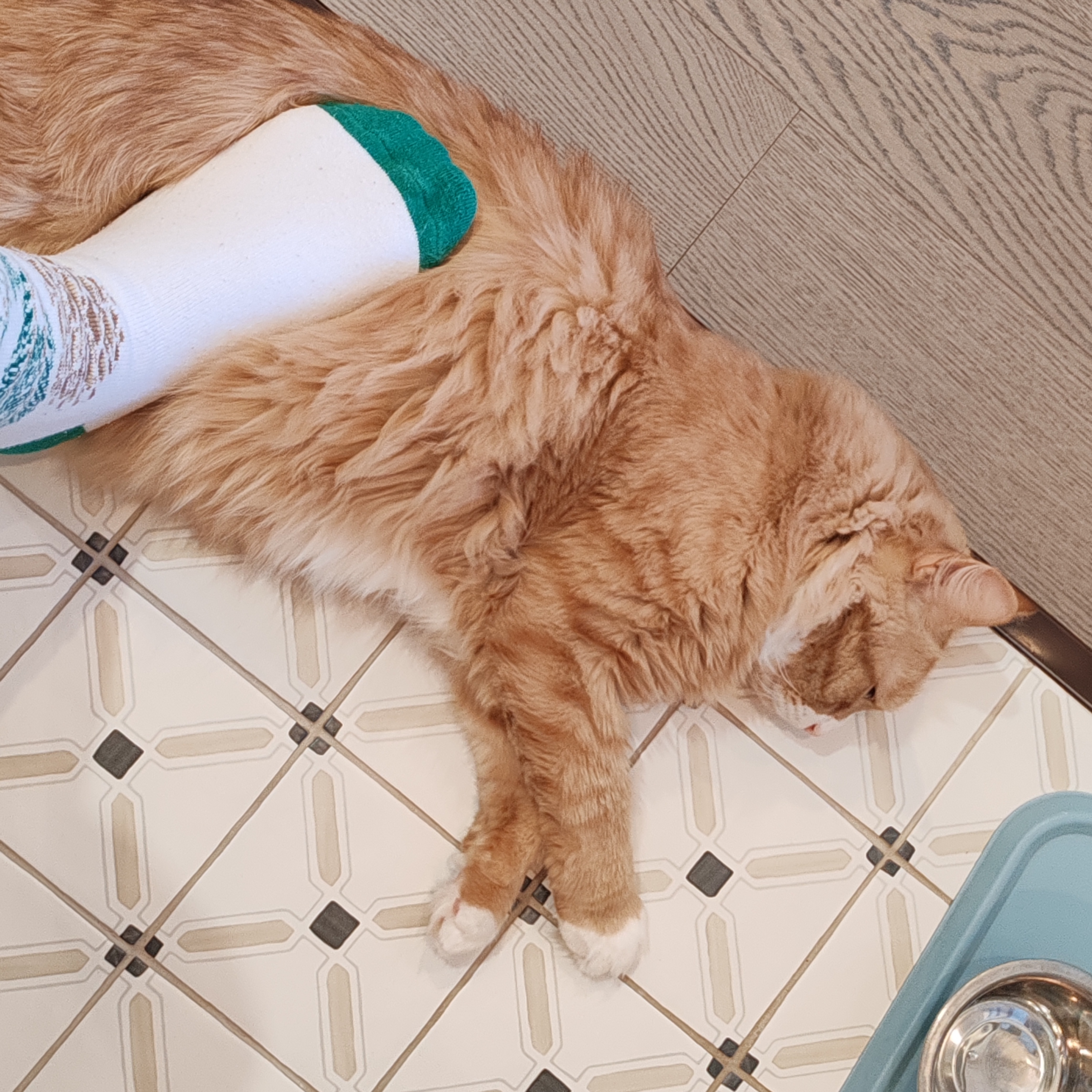 Фото питомца: кот Чарли лежит на полу