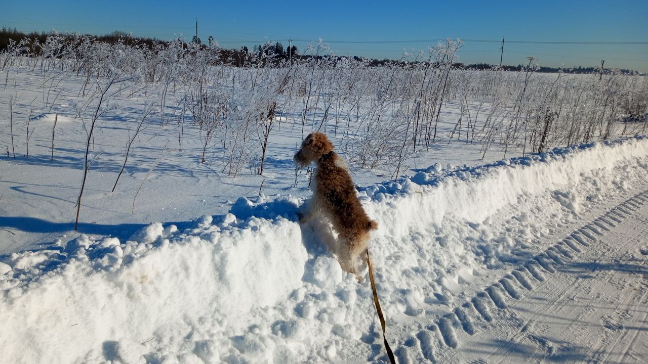 Фото питомца: фокстерьер Рекс позирует на фоне февральского пейзажа