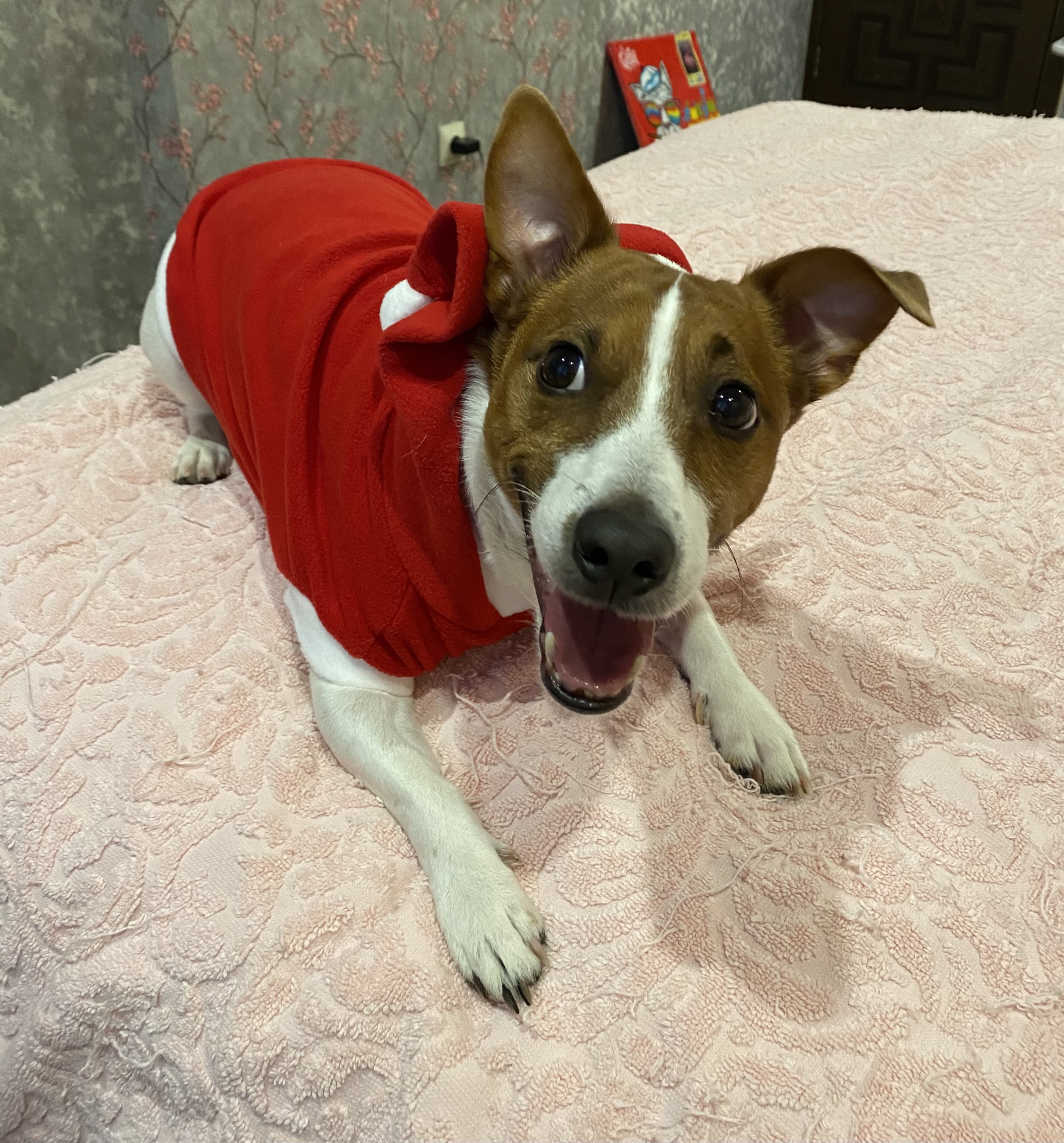 Фото питомца: пес Джеки заряжает позитивом